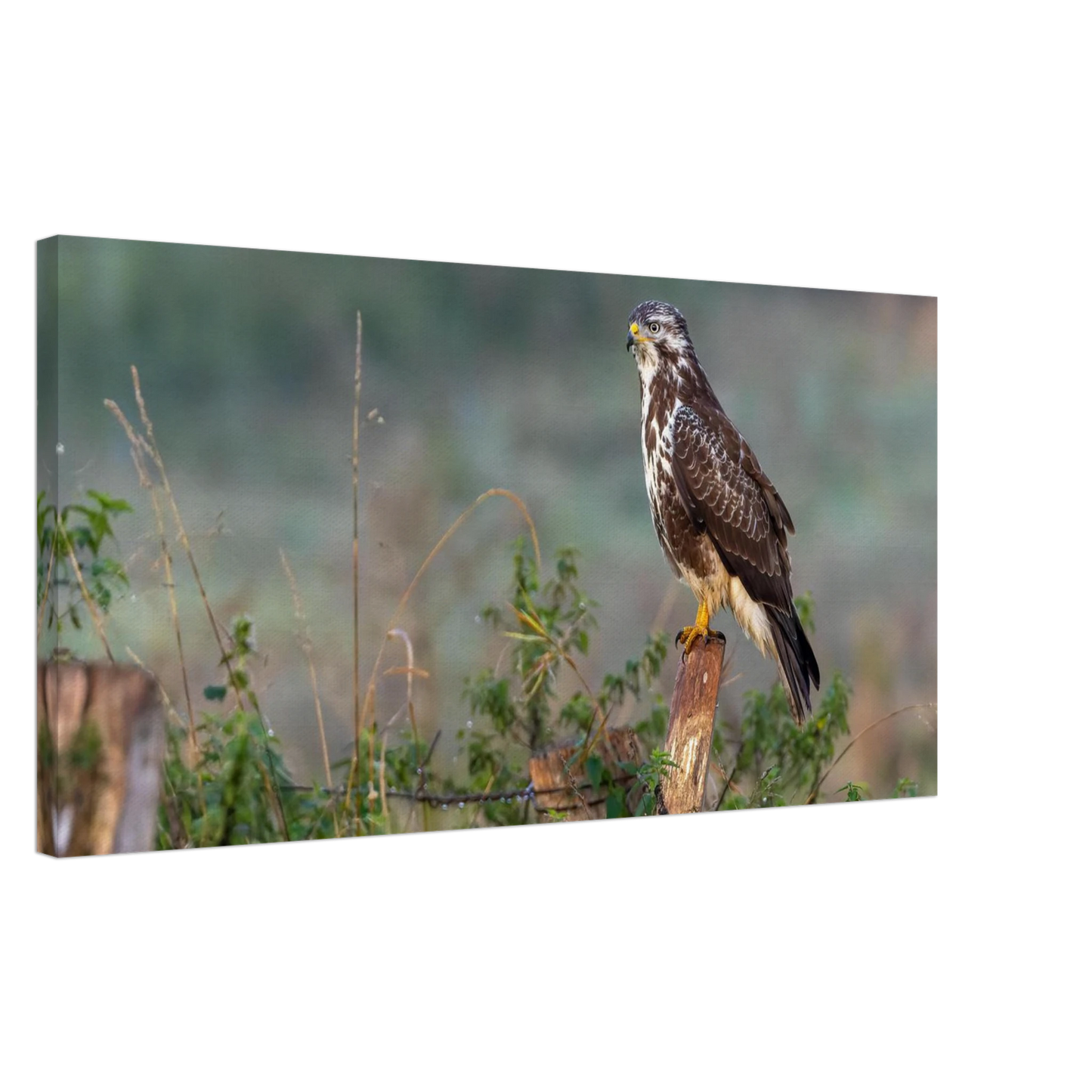 Wandbild majestaetischer bussard einblick in die wildnis auf hochglanz leinwand