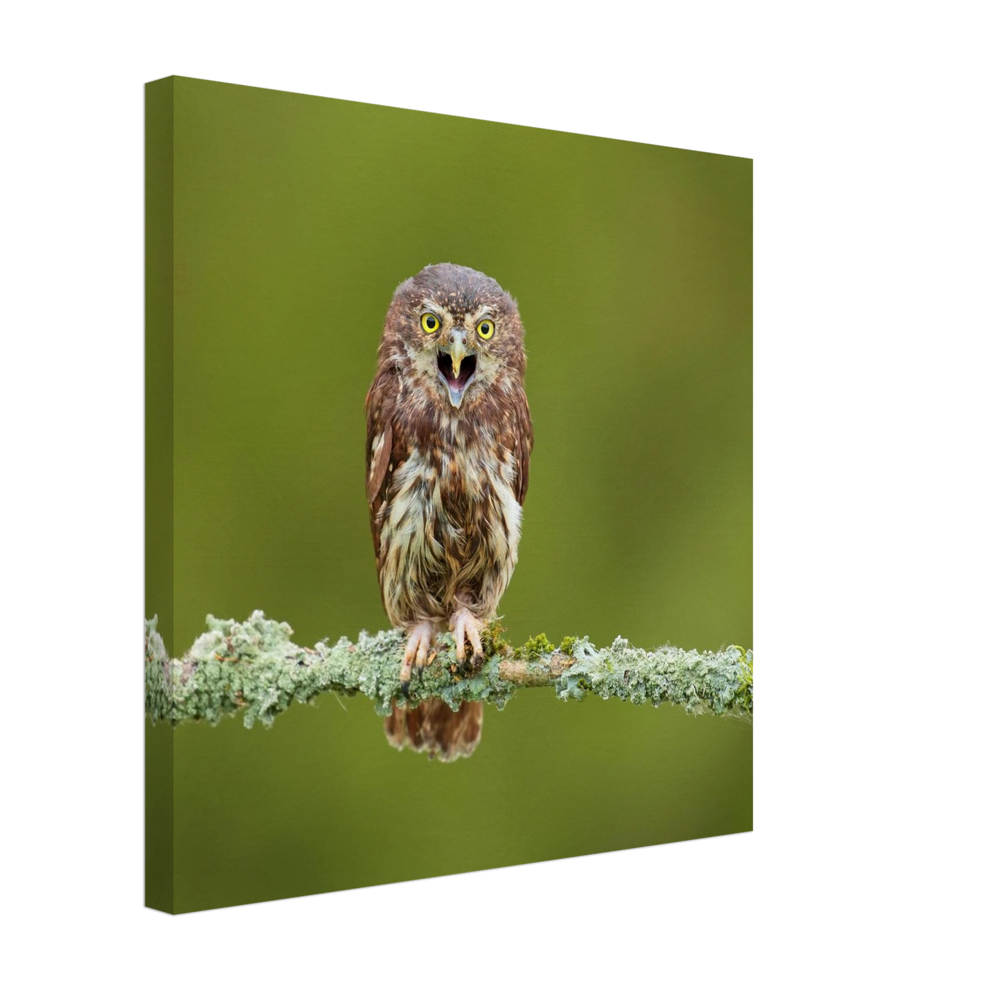 Wandbild rufer der wildnis faszinierendes eulen portraet mit leuchtenden augen fuer ihr zuhause