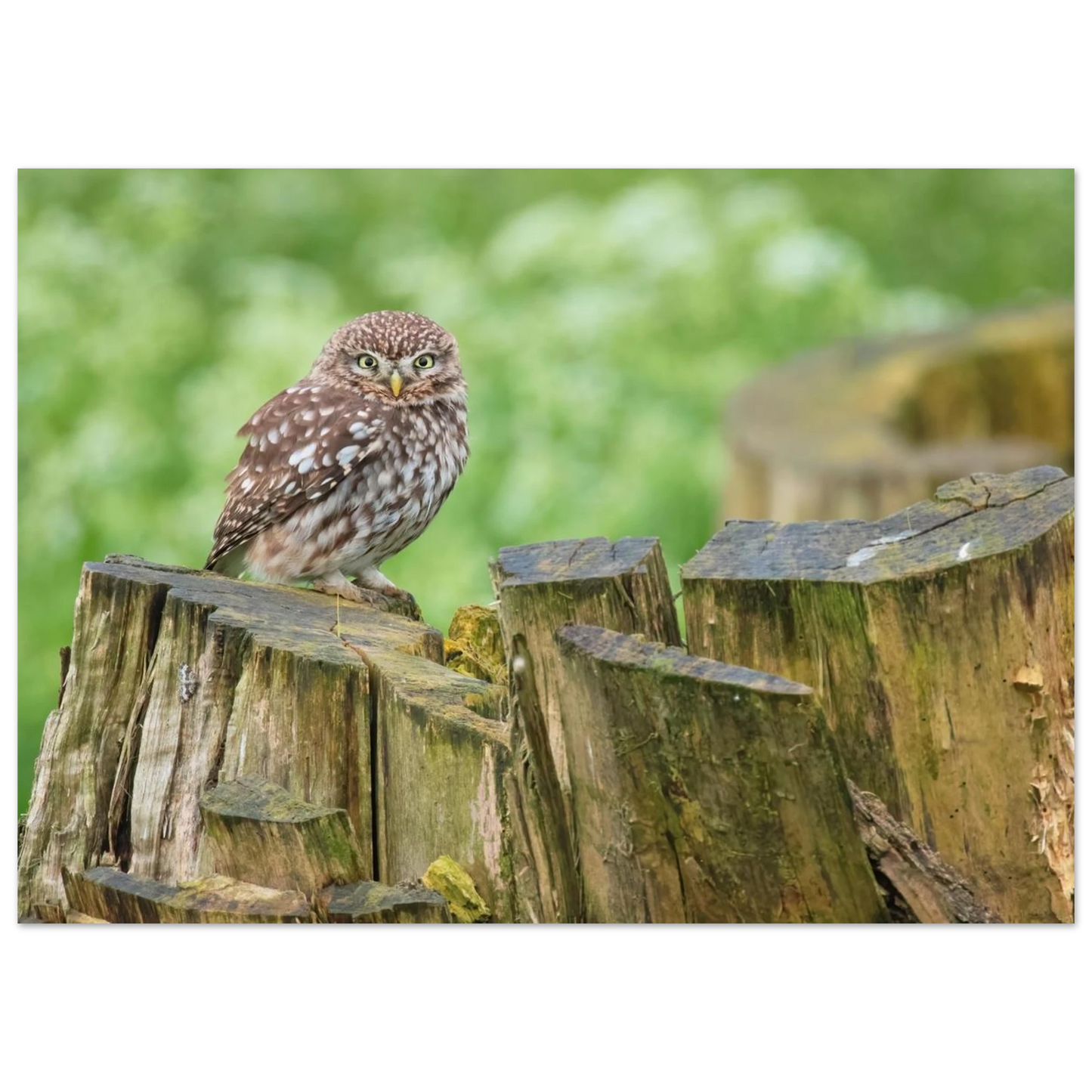Wandbild mystische kleine eule faszinierendes kunstwerk fuer natur und tierliebhaber in vielen groessen