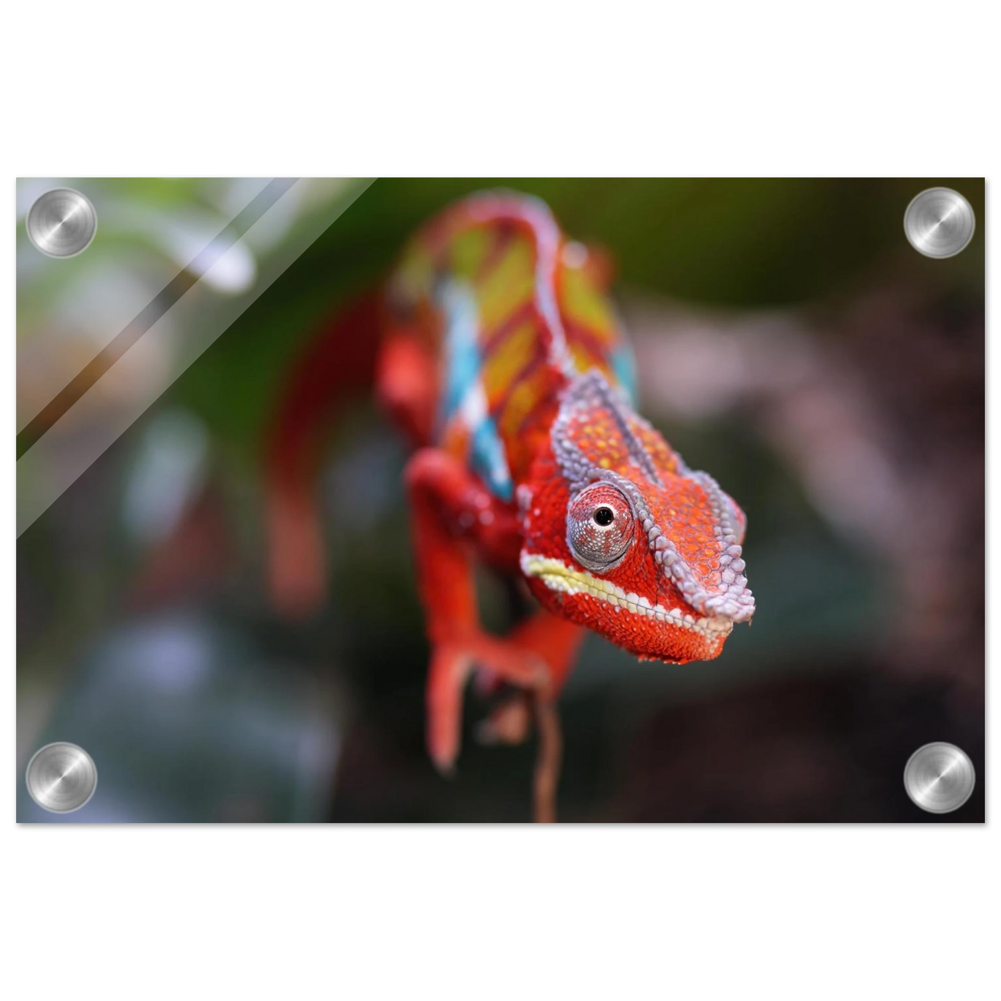 Wandbild faszinierendes chamaeleon portraet lebendige tierkunst fuer ihr zuhause in ihrer wunschgroesse