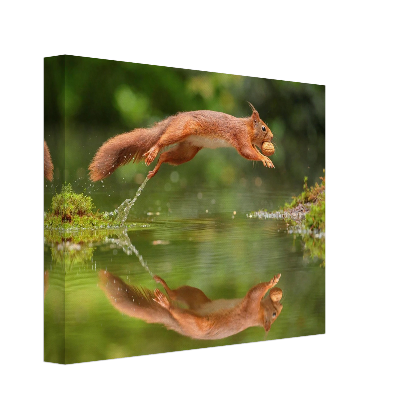 Wandbild Wandkunst eichhoernchens freudensprung dynamische naturkunst fuer ihr zuhause erhaeltlich in mehreren groessen
