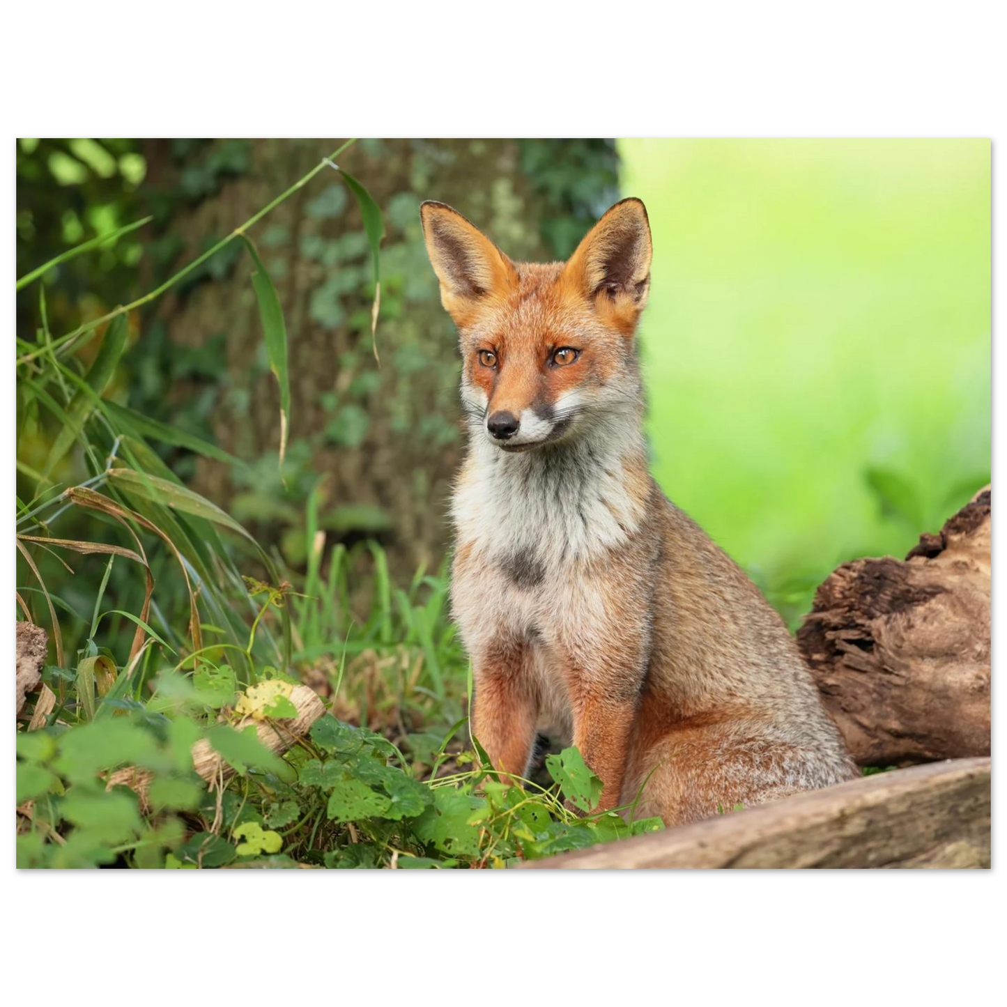 Wandbild majestaetischer rotfuchs ein augenblick der ruhe in der natur erhaeltlich in zahlreichen groessen