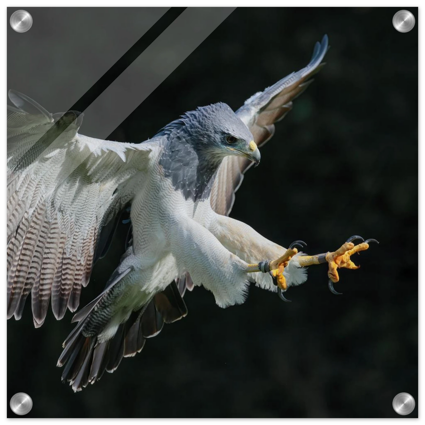 Wandbild majestaetischer schwarzbrustbussard im flug atemberaubende tierfotografie fuer ihr zuhause
