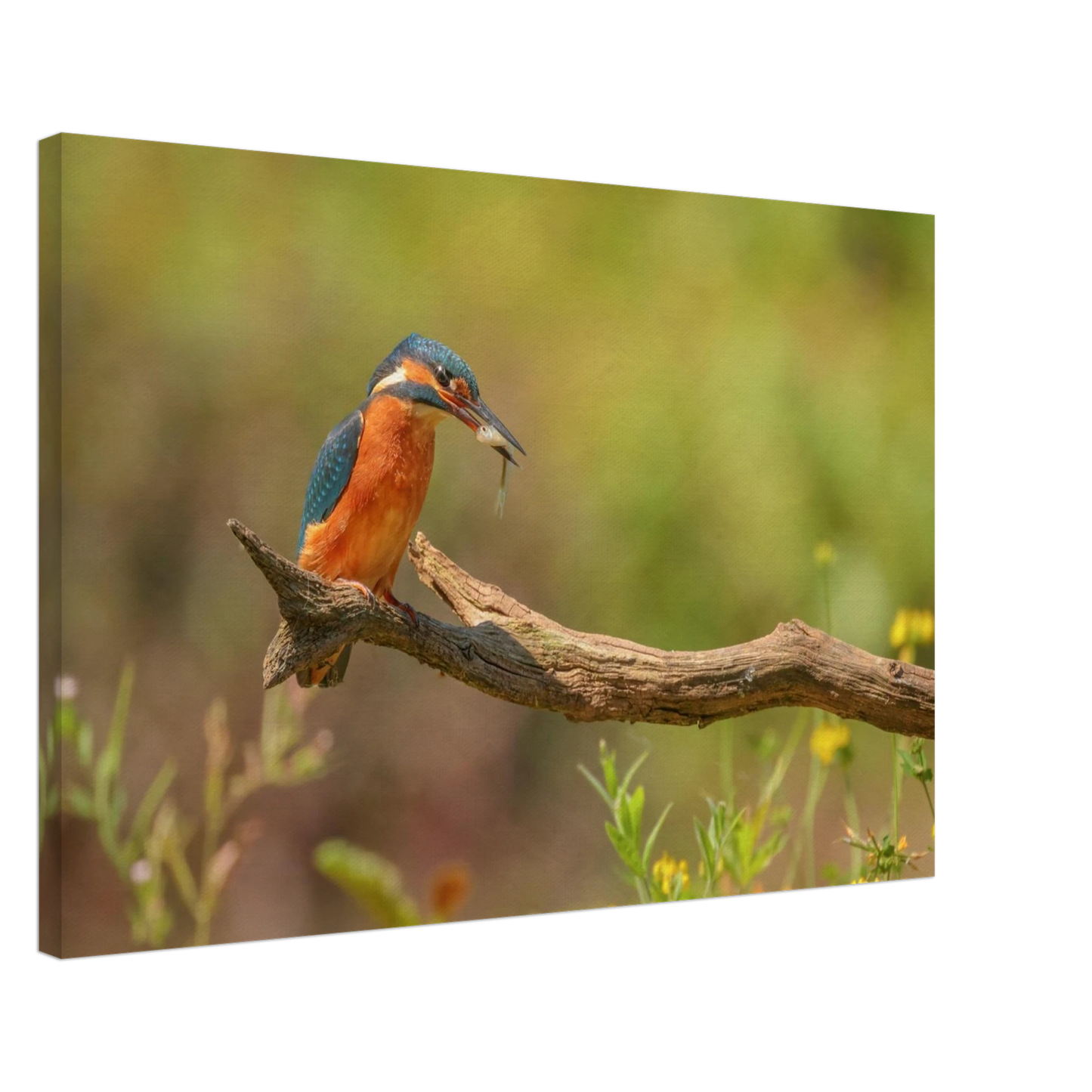 Wandbild eisvogel farbpracht leuchtende naturkunst fuer ihr zuhause in vielen groessen