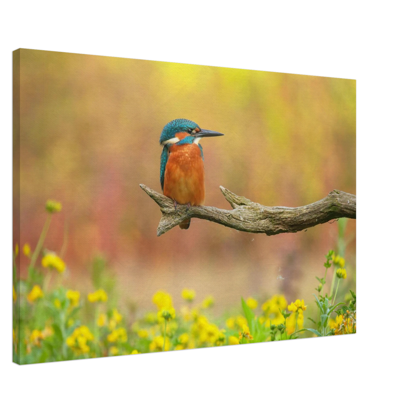 Wandbild eisvogel lebendige naturkunst fuer ihr zuhause in ihrer wunschgroesse