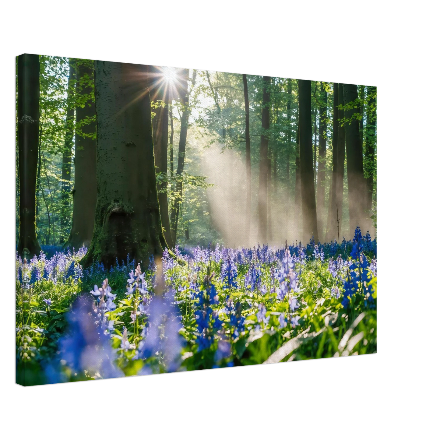 Wandbild mystische waldlichtung mit blauen glockenblumen sonnenverwoehntes naturbild in verschiedenen groessen