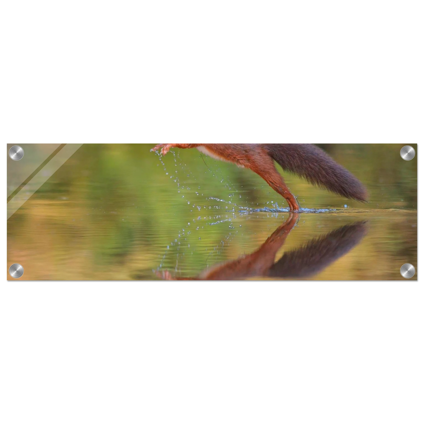 Wandbild eichhoernchen sprung dynamisches tierportrait auf premium leinwand in verschiedenen groessen erhaeltlich