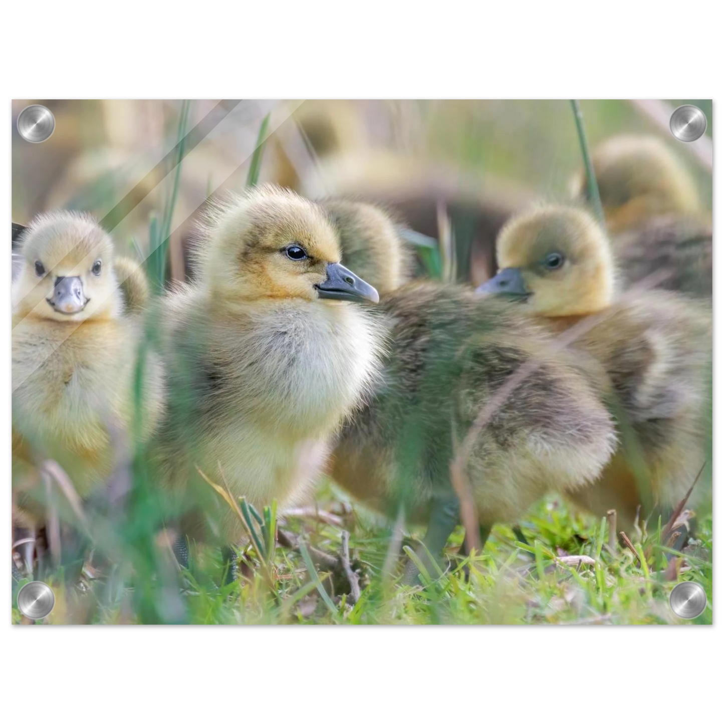 Wandbild kueken in zartgruen und gold suesse baby gans kunst in vielen groessen