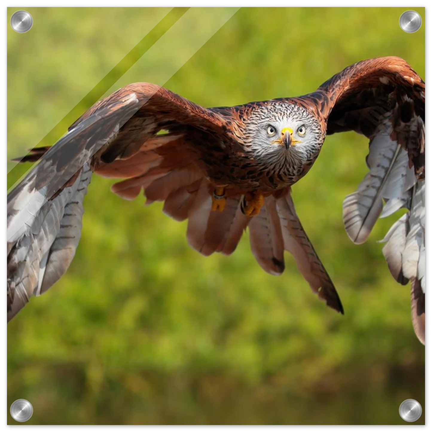 Wandbild majestaetischer rotmilan im flug atemberaubende tierfotografie fuer ihr zuhause erhaeltlich in zahlreichen groessen
