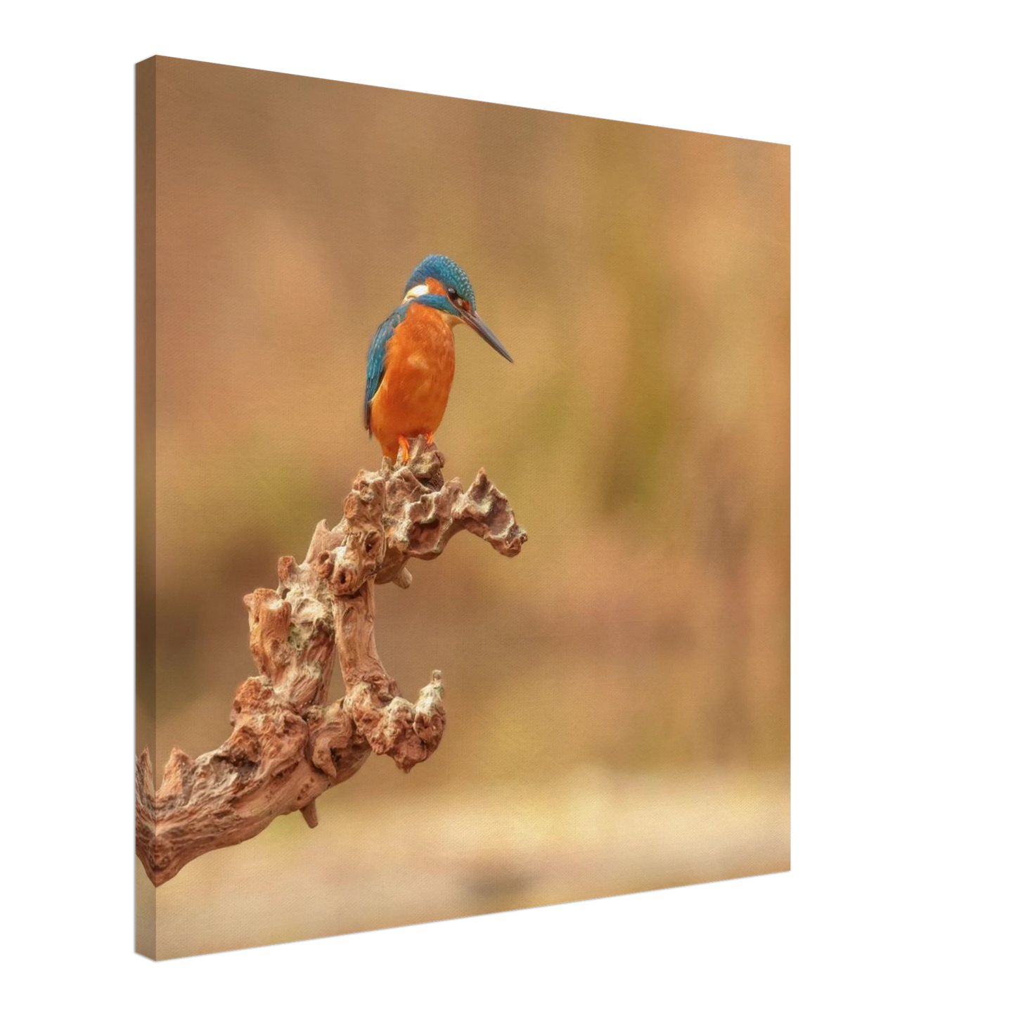 Wandbild eisvogel lebendige naturkunst fuer ihr zuhause in vielen groessen