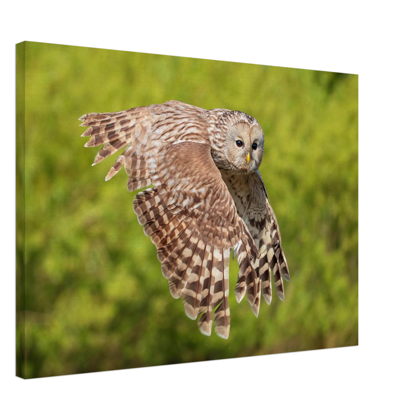 Wandbild majestaetische eule im flug naturfotografie fuer ihr zuhause