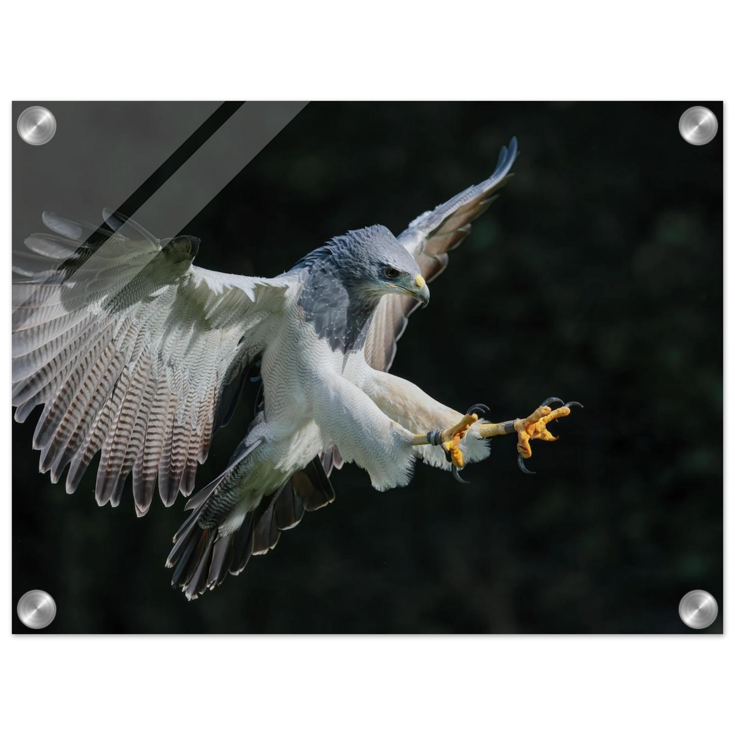 Wandbild majestaetischer schwarzbrustbussard im flug atemberaubende tierfotografie fuer ihr zuhause