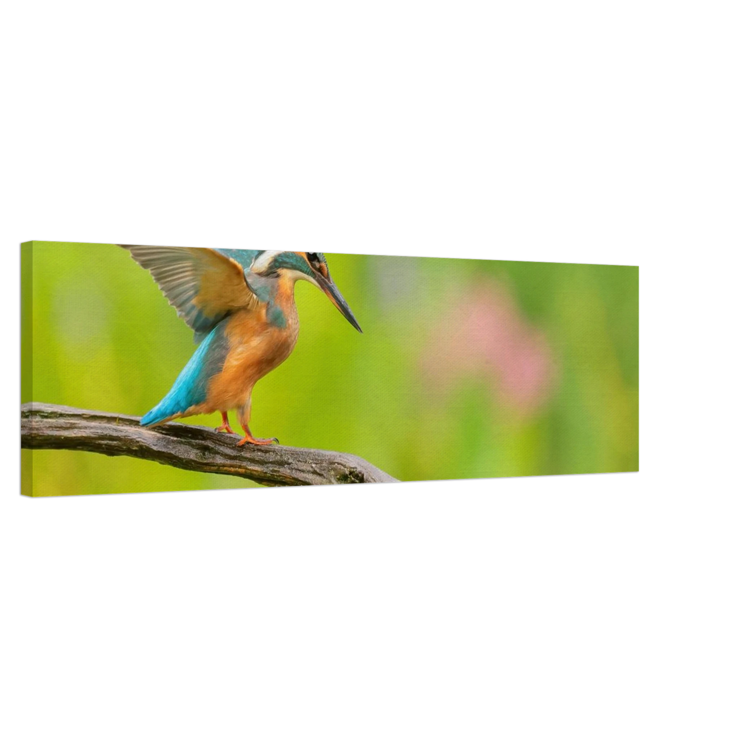 Wandbild eisvogel leuchtende federpracht auf natuerlichem ast in ihrer wunschgroesse
