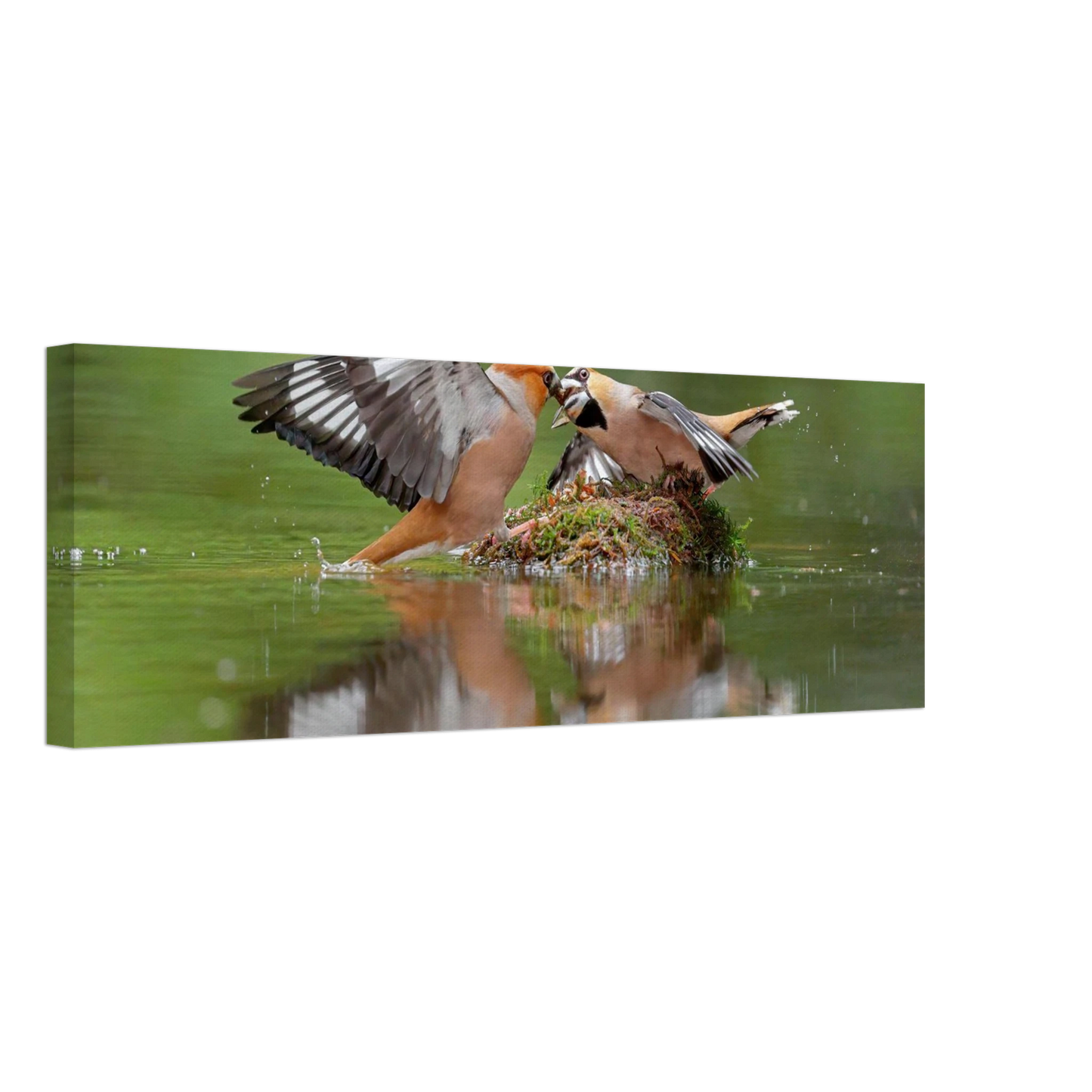 Wandbild momente der natur spektakulaerer kampf der voegel ueber dem wasser