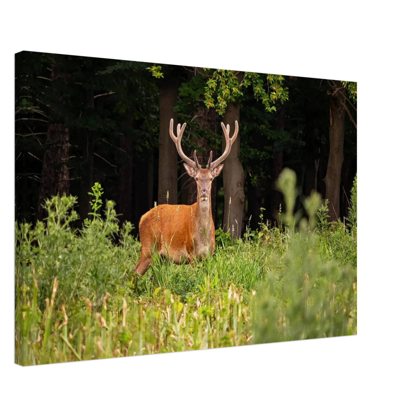 Wandbild majestaetischer hirsch im wald ein wildnis statement fuer ihr zuhause in verschiedenen groessen
