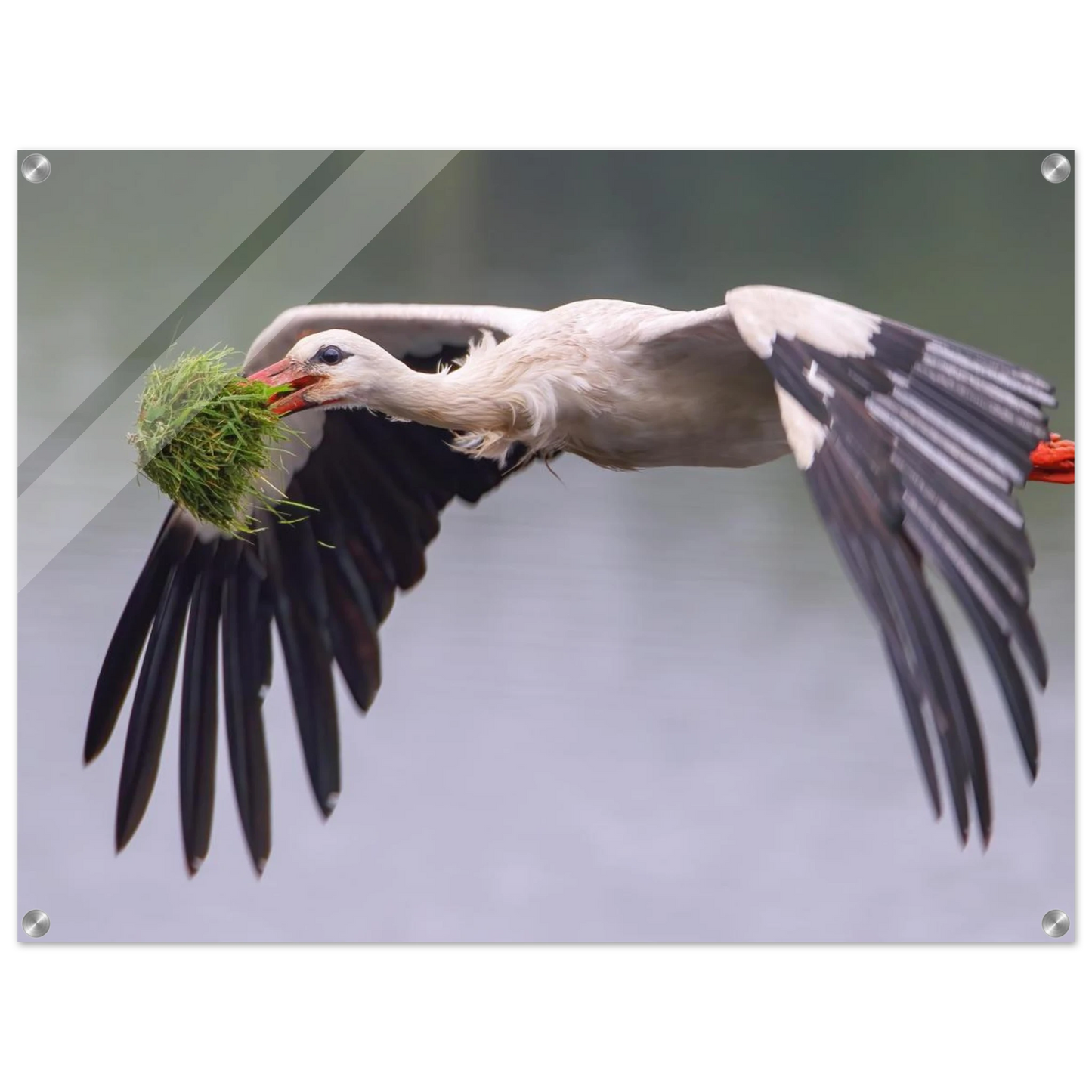 Wandbild nestbauender weissstorch im flug lebendige naturfotografie fuer ihr zuhause