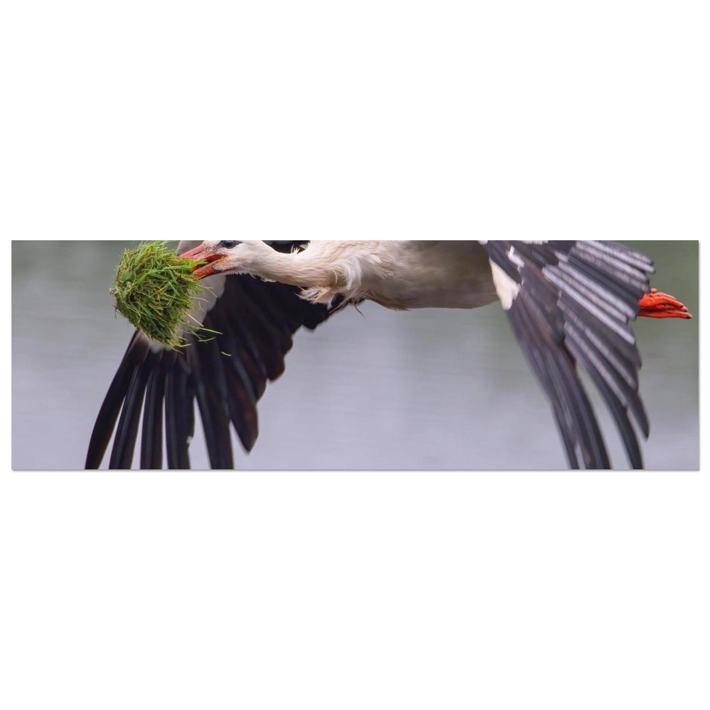 Wandbild nestbauender weissstorch im flug lebendige naturfotografie fuer ihr zuhause
