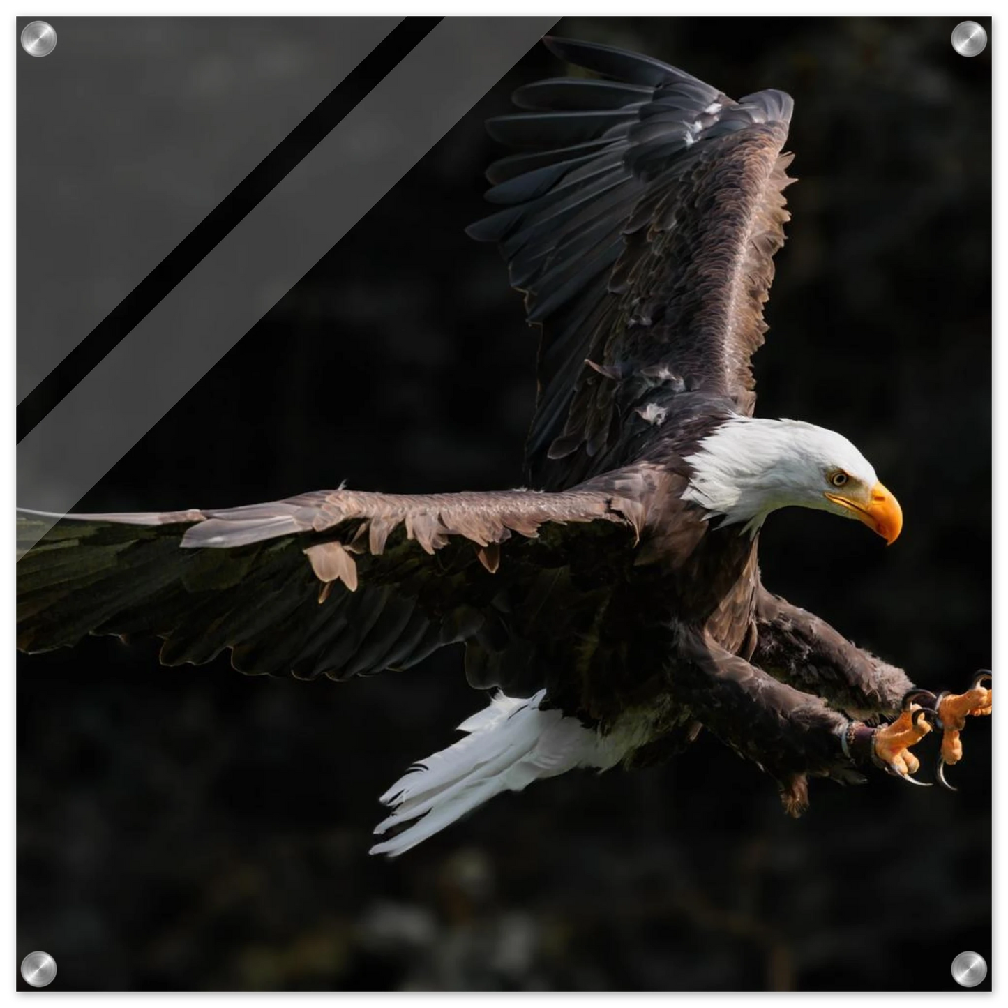Wandbild majestaetischer weisskopfseeadler im flug freiheit staerke in ihrer wunschgroesse