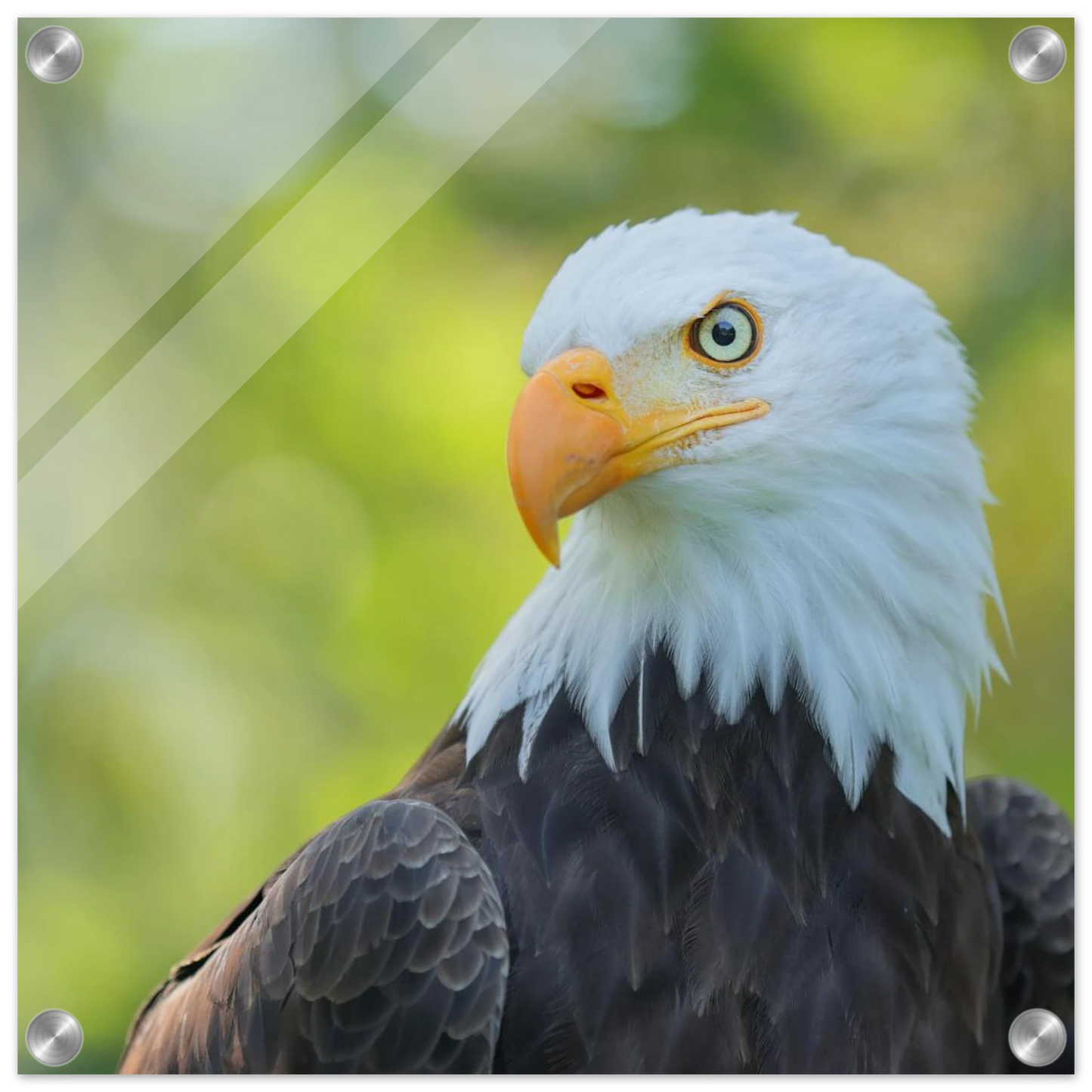 Wandbild majestaetischer weisskopfseeadler eine ode an die freiheit in ihrer wunschgroesse