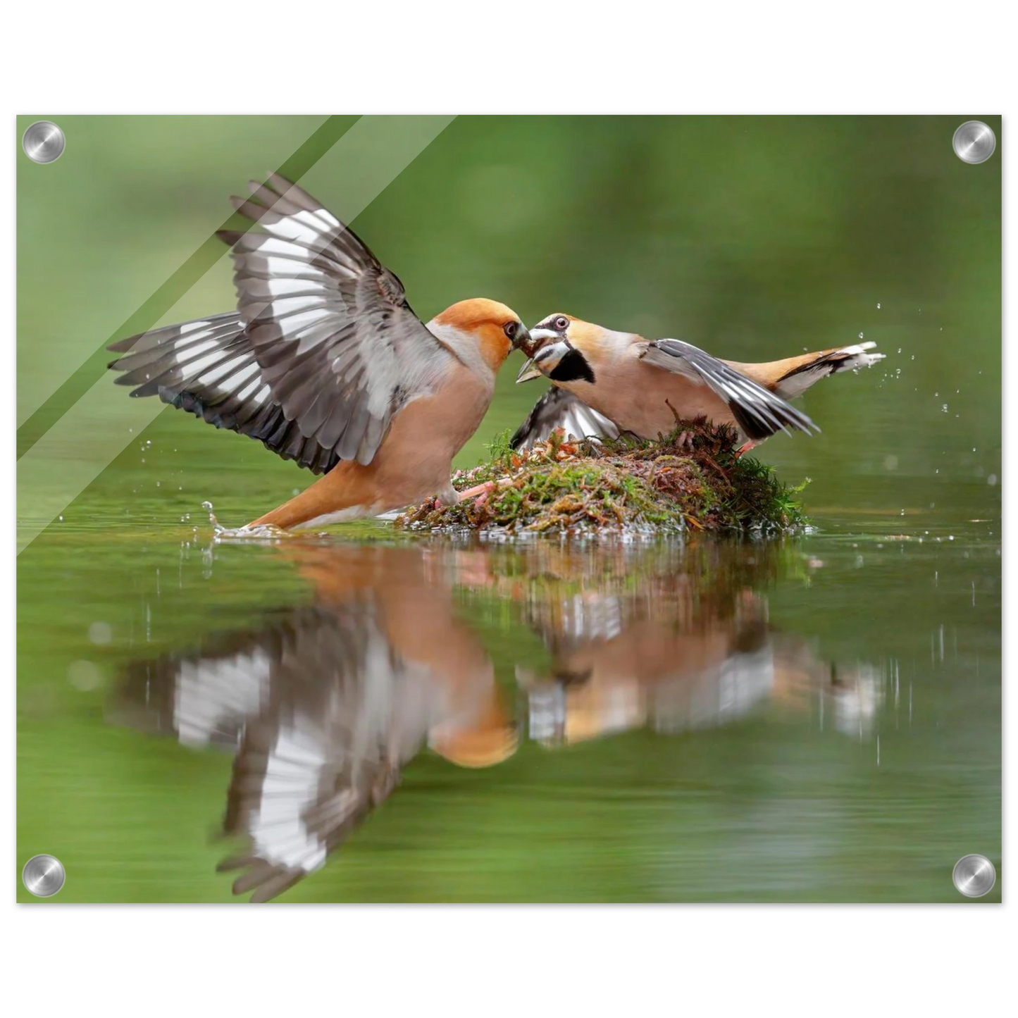 Wandbild momente der natur spektakulaerer kampf der voegel ueber dem wasser