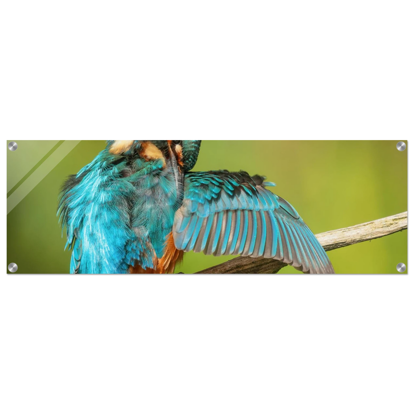 Wandbild eisvogel lebendige farbenpracht der natur auf leinwand