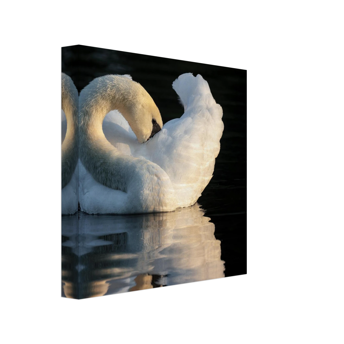 Wandbild schwan bei sonnenuntergang elegante wandkunst fuer ihr zuhause
