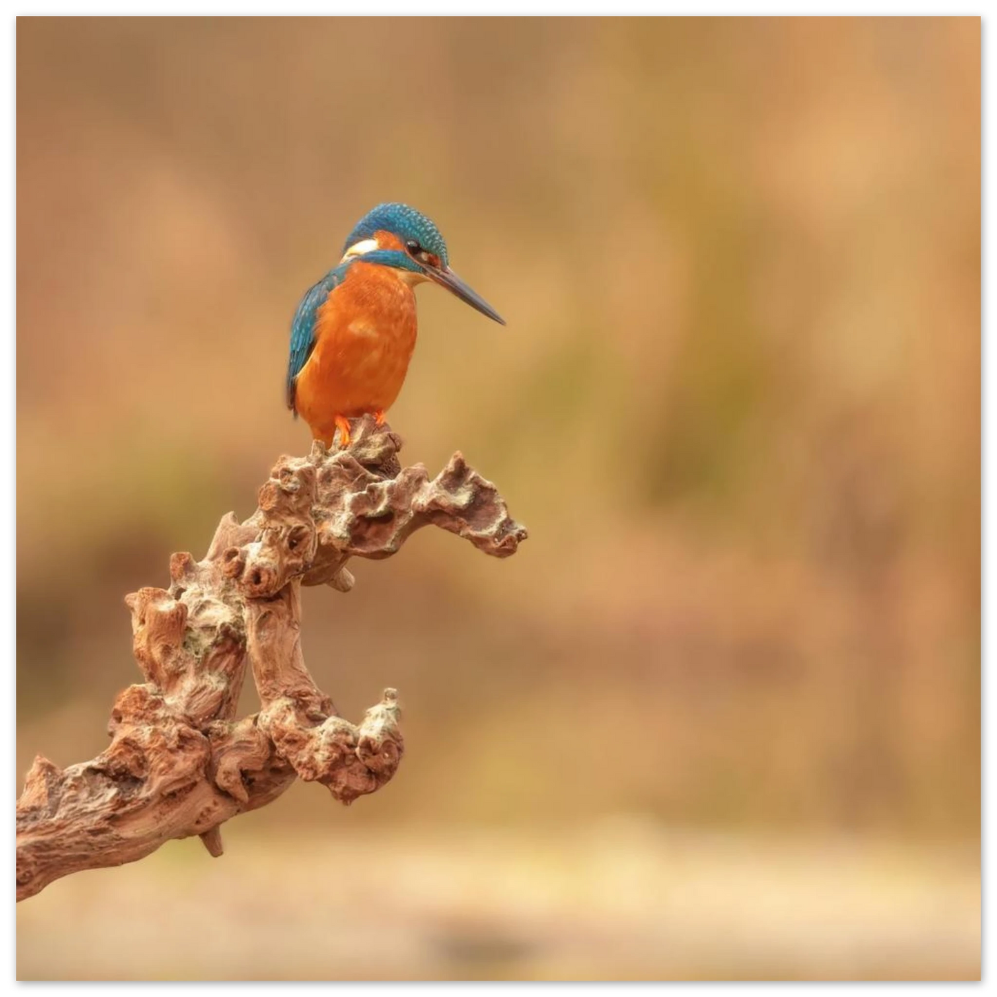 Wandbild eisvogel lebendige naturkunst fuer ihr zuhause in vielen groessen