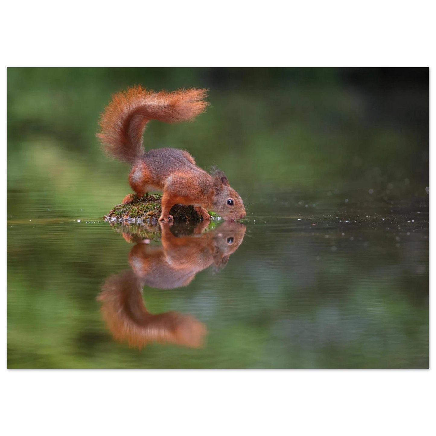 Wandbild durstiges eichhoernchen eine ruhige reflexion in der natur erhaeltlich in vielen groessen