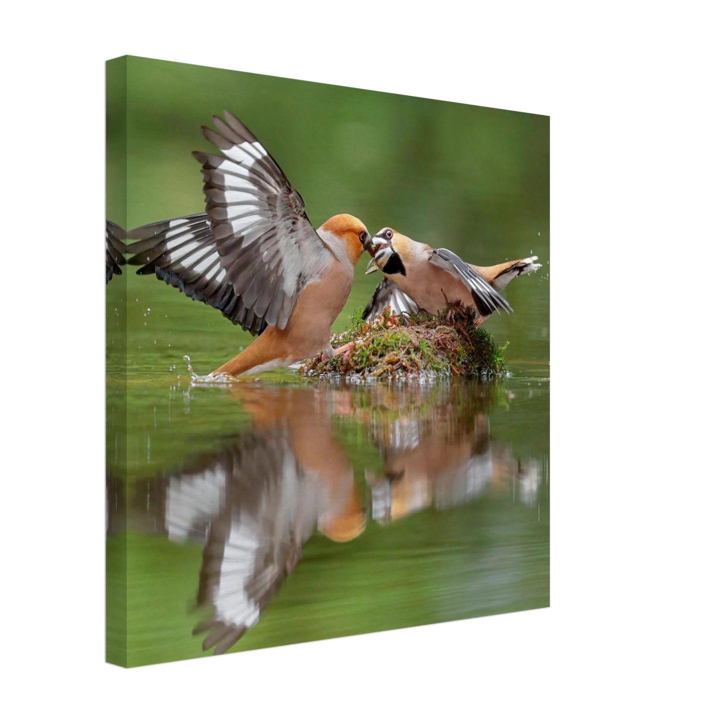 Wandbild momente der natur spektakulaerer kampf der voegel ueber dem wasser