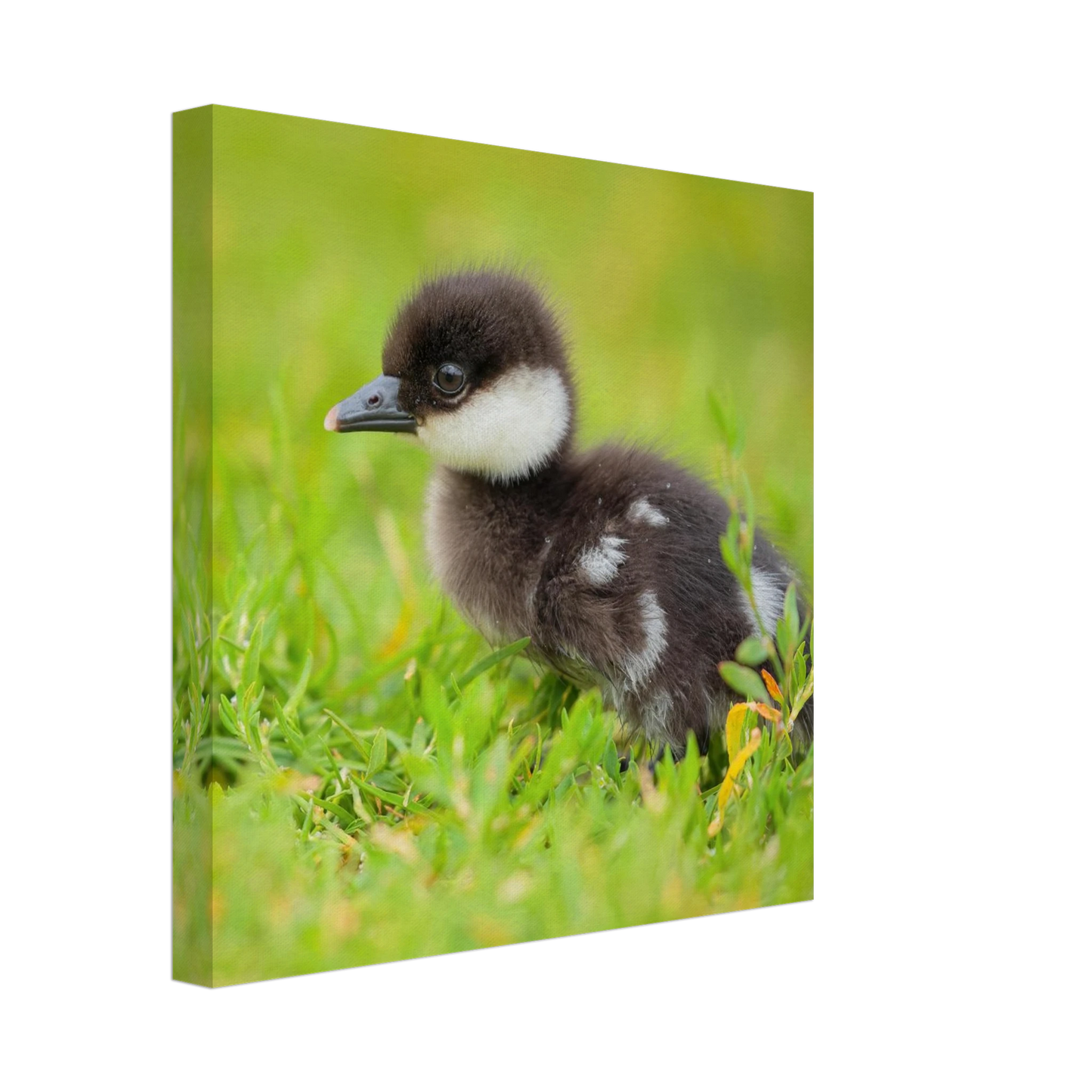 Wandbild bezauberndes entenkueken suesse tiermotive fuer kinderzimmer naturfreunde in vielen groessen