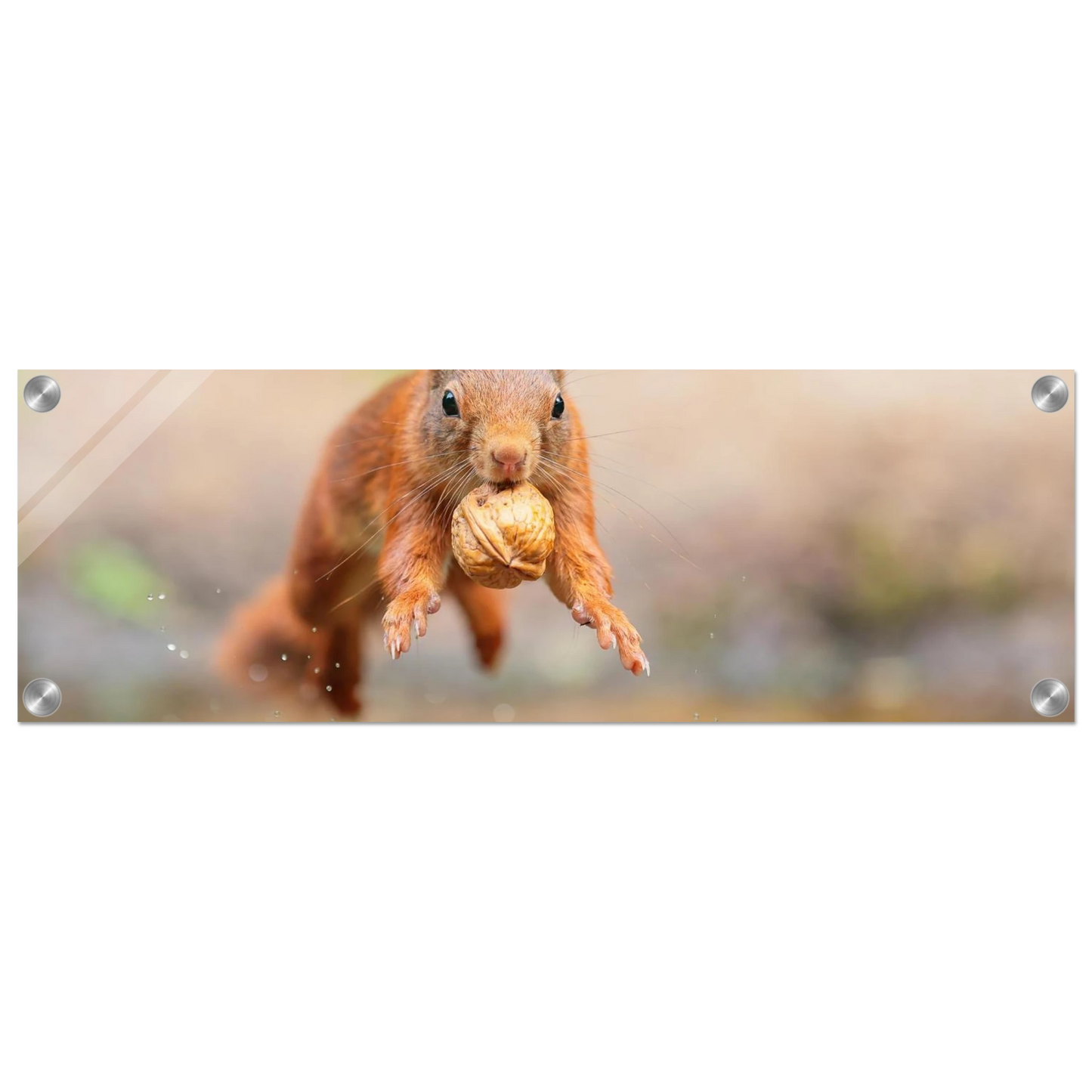Wandbild eichhoernchens freudensprung dynamische tierkunst in leuchtenden farben