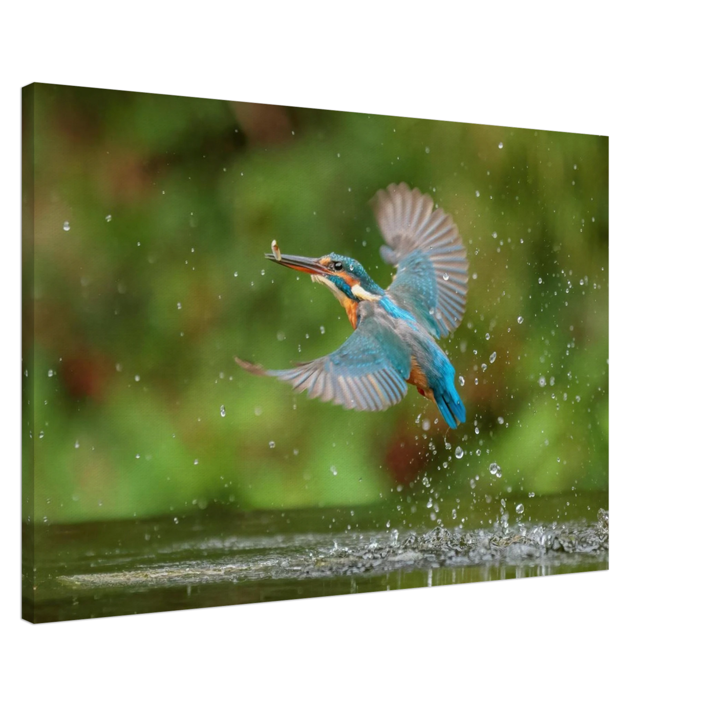Wandbild eisvogel lebendige tierfotografie mit lebhaften blautoenen
