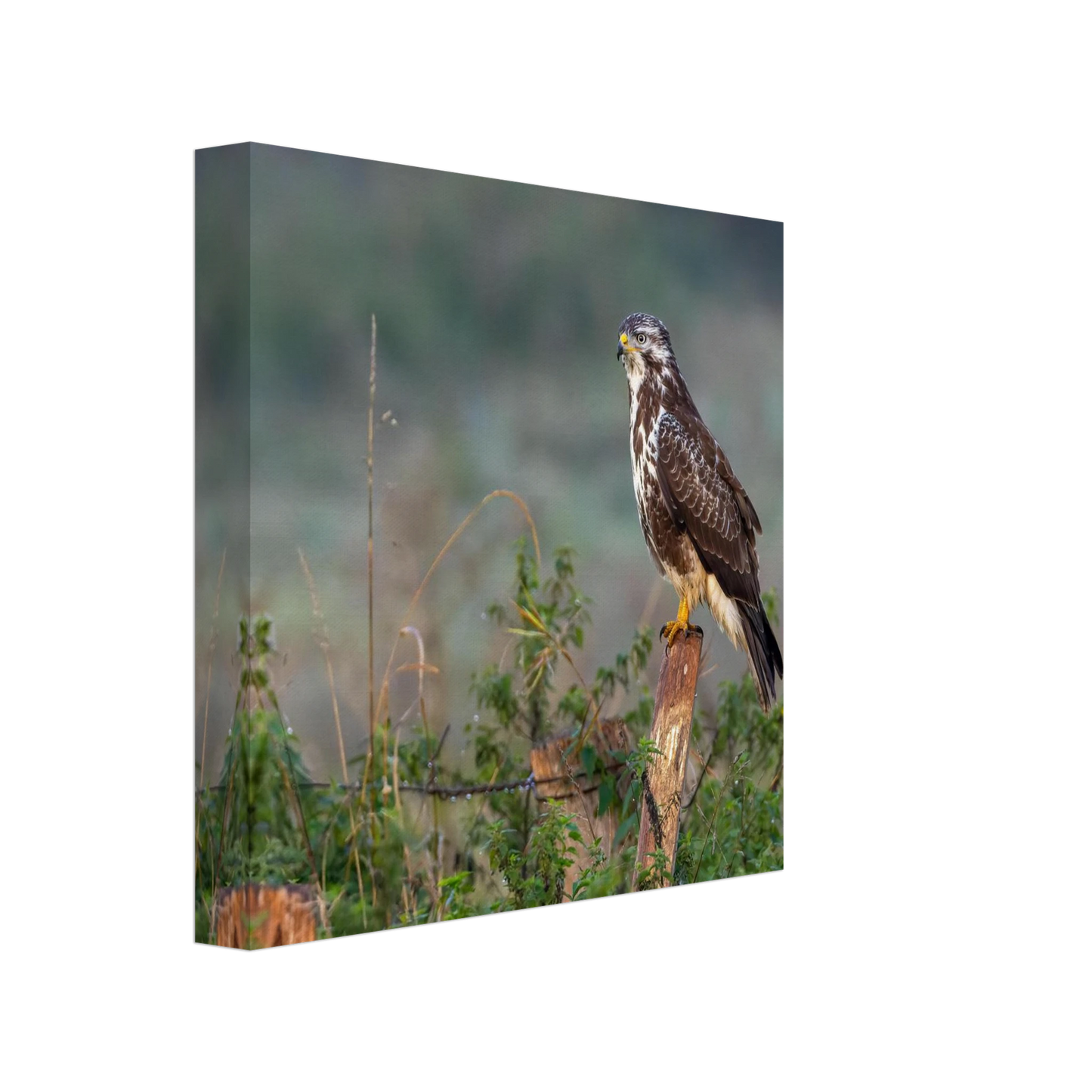 Wandbild majestaetischer bussard einblick in die wildnis auf hochglanz leinwand