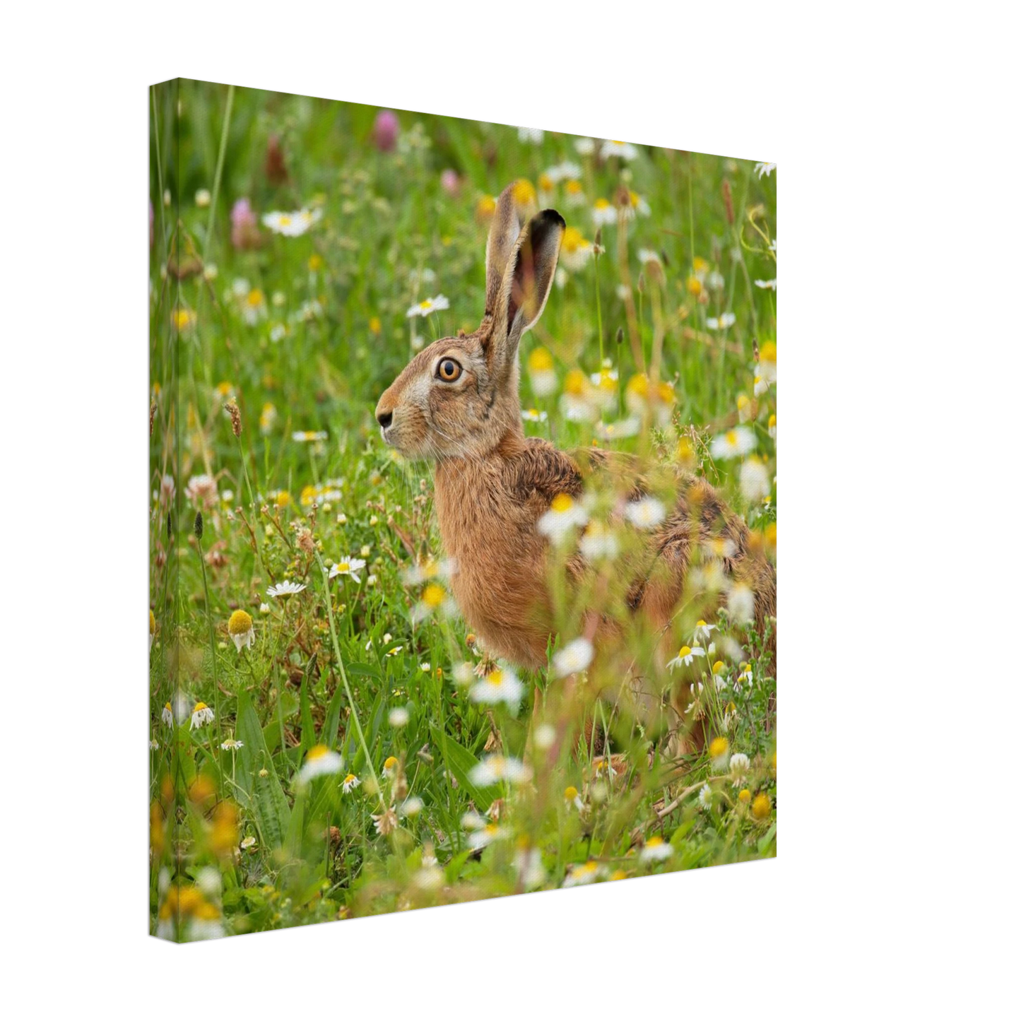Wandbild Idyllische hasenwiese wandbild waehle dein wunschformat