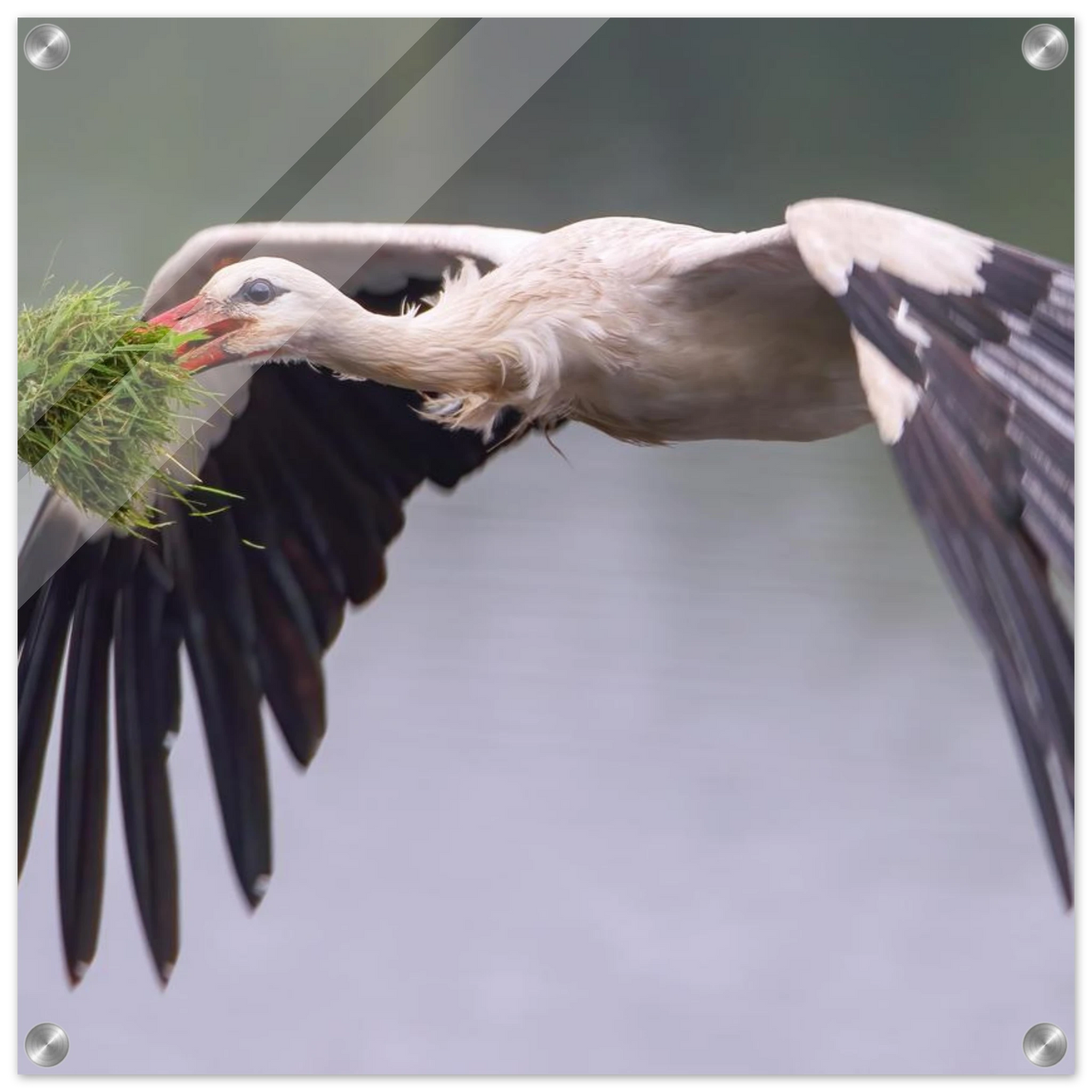 Wandbild nestbauender weissstorch im flug lebendige naturfotografie fuer ihr zuhause