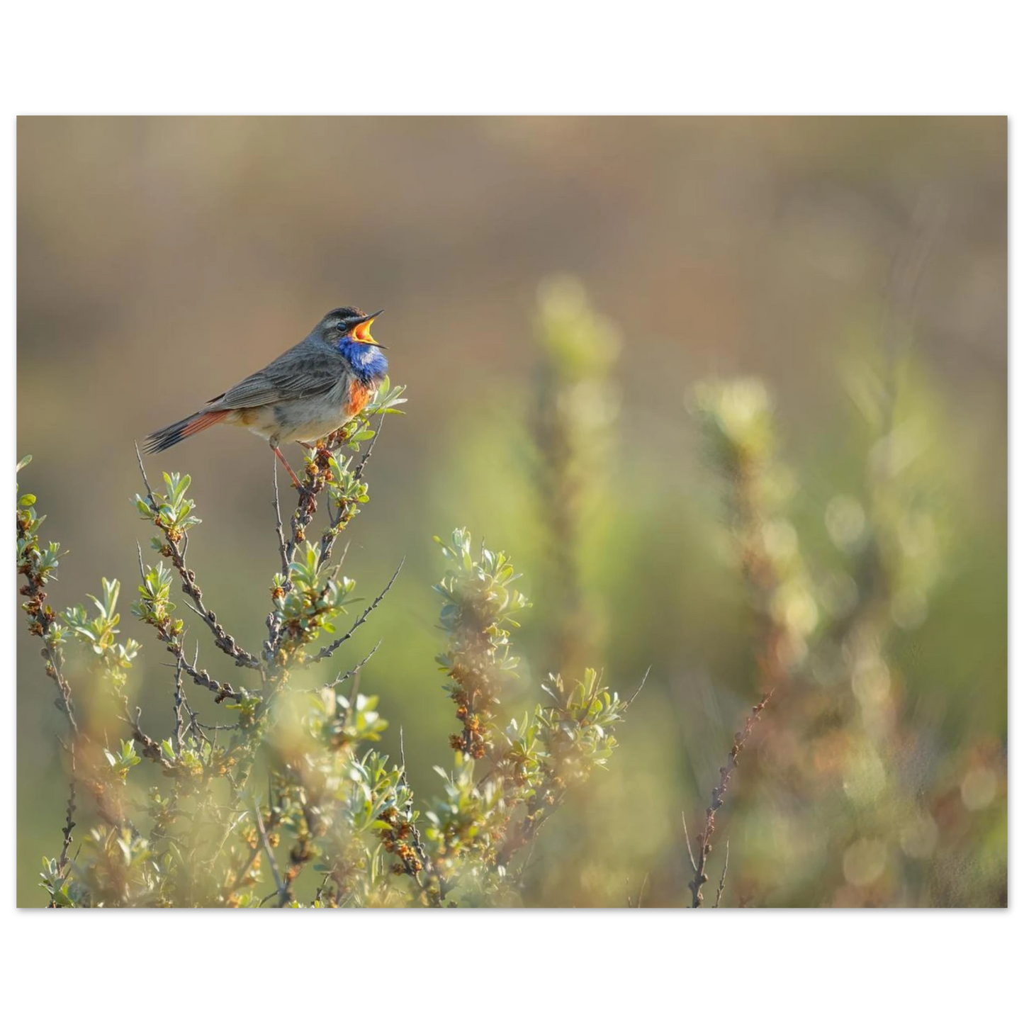 Wandbild singendes blaukehlchen lebendige naturfotografie als wandbild in verschiedenen groessen
