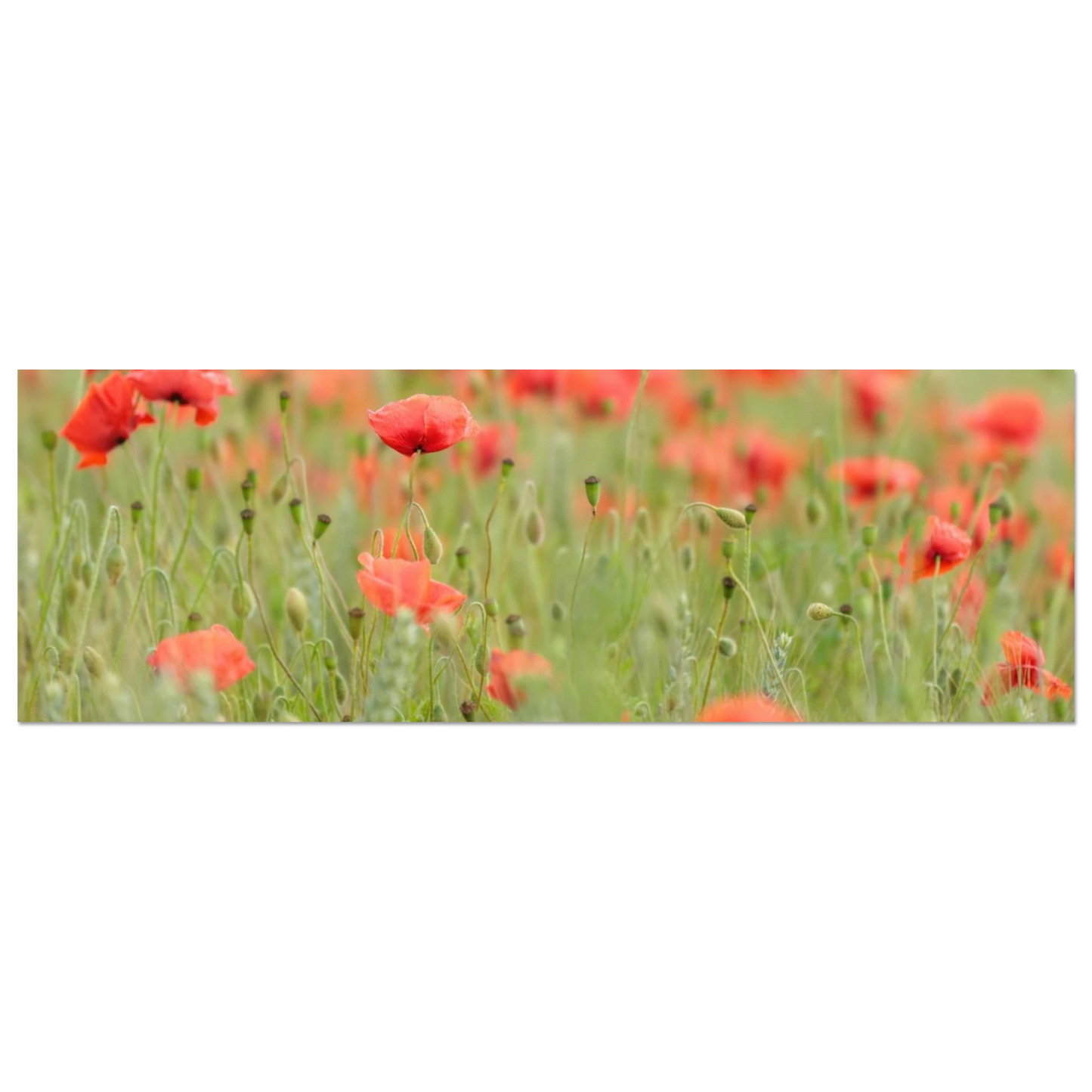 Wandbild vertraeumtes mohnblumenfeld ein stueck sommer fuer ihr zuhause in vielen groessen