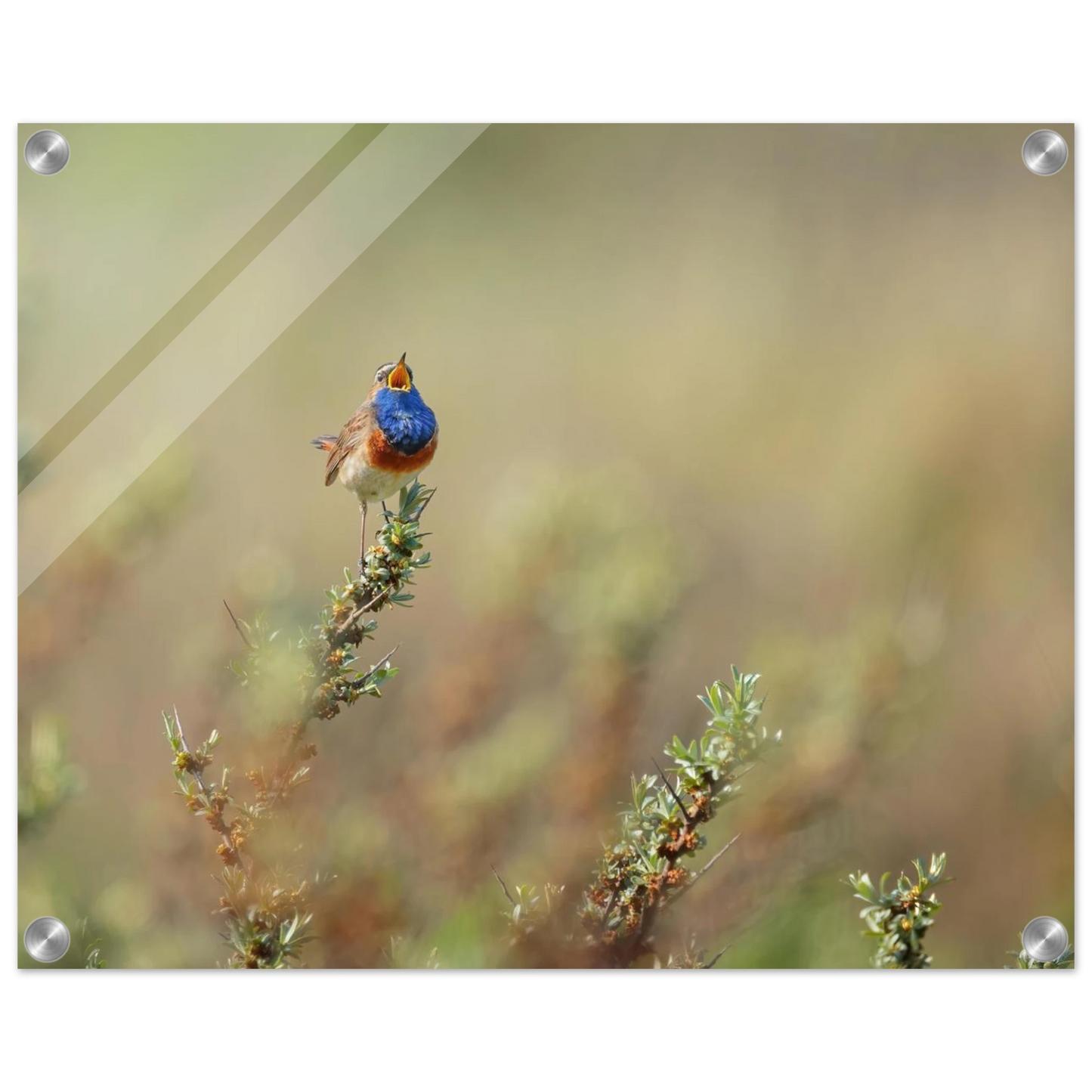 Wandbild lebendige nachtigall ein meisterwerk der naturfotografie fuer ihr zuhause