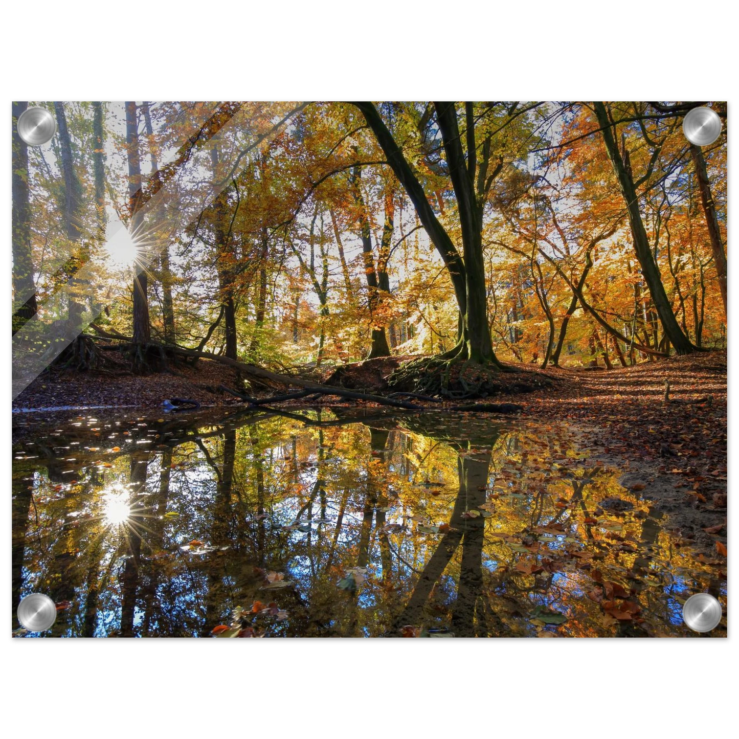 Wandbild goldener herbstwald stimmungsvolle spiegelung der natur in ihrer wunschgroesse