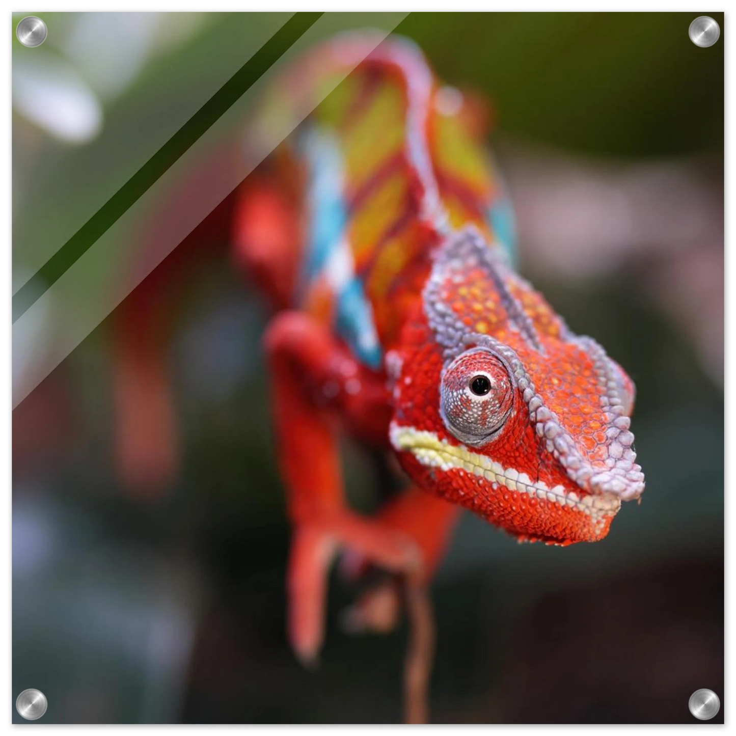 Wandbild faszinierendes chamaeleon portraet lebendige tierkunst fuer ihr zuhause in ihrer wunschgroesse