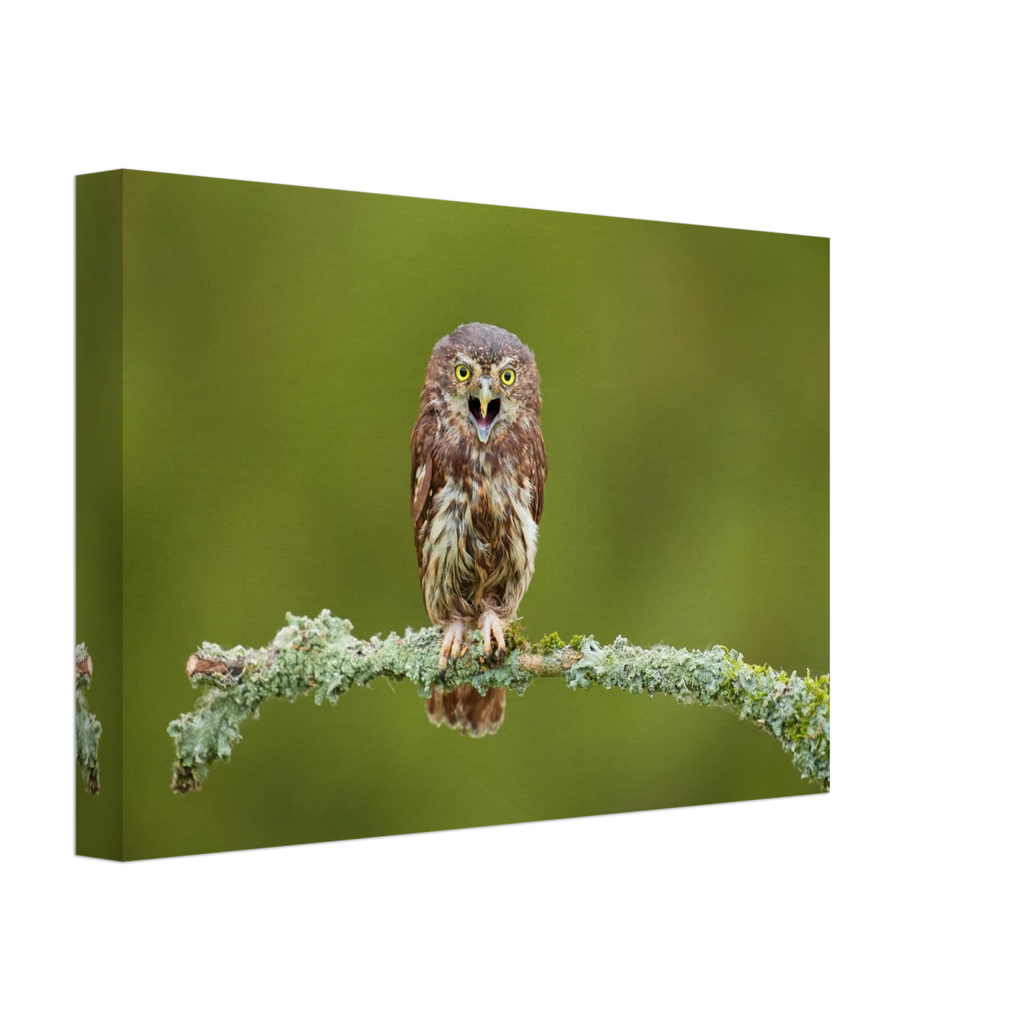 Wandbild rufer der wildnis faszinierendes eulen portraet mit leuchtenden augen fuer ihr zuhause