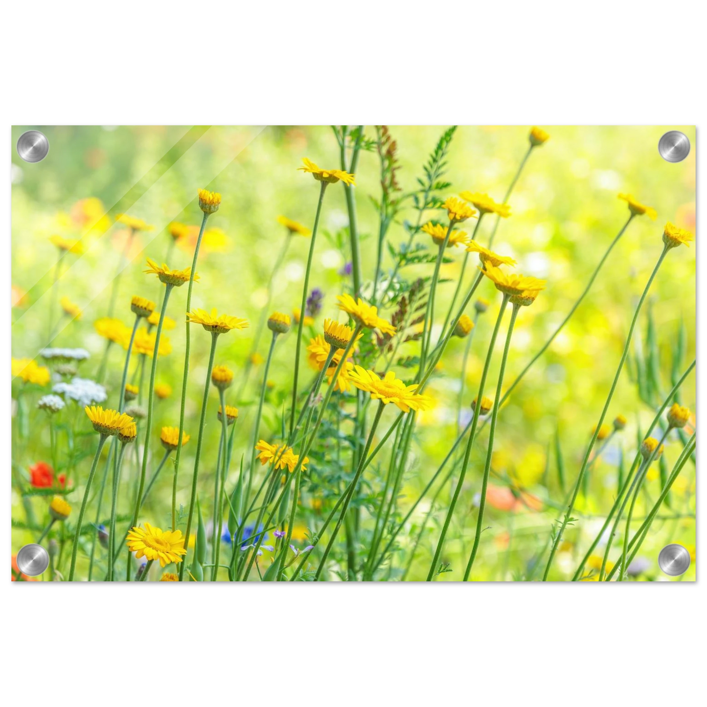 Wandbild sunshine meadow lebendiger blumen druck in verschiedenen groessen