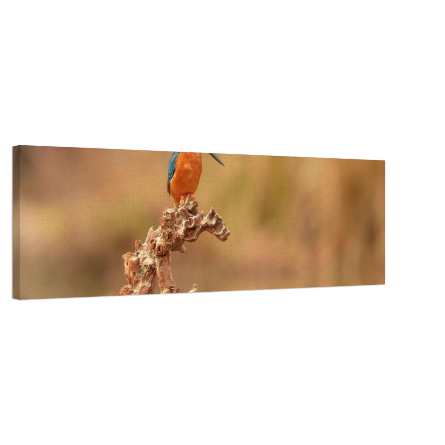 Wandbild eisvogel lebendige naturkunst fuer ihr zuhause in vielen groessen