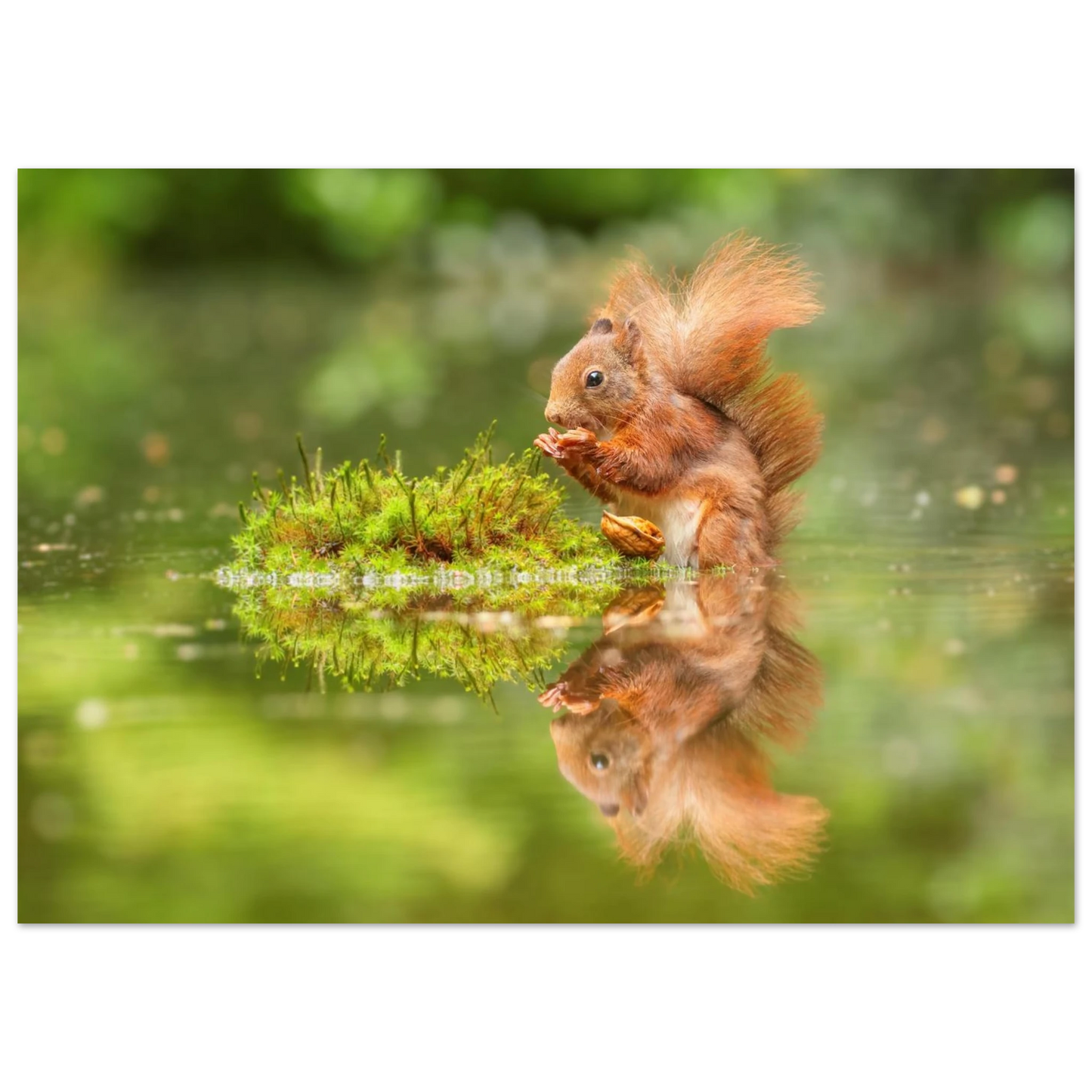 Wandbild bezauberndes eichhoernchen mit nuss ein spiegelbild der natur
