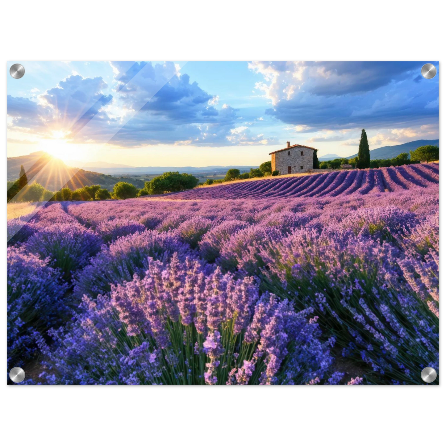Wandbild sonnenuntergang ueber lavendelfeldern idyllische provence landschaft im wunschformat