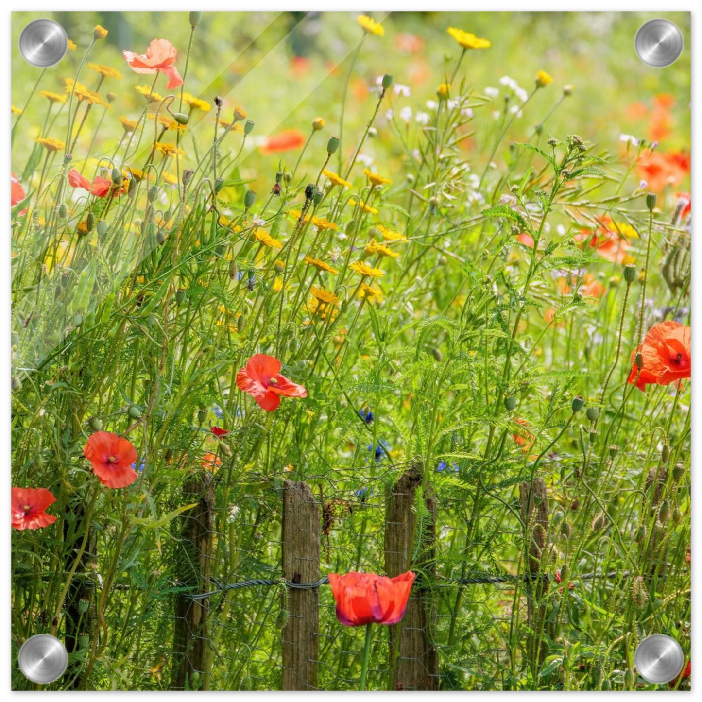 Wandbild wildblumen feld rot gelb sonnige mohnblumen wiese als kunstdruck