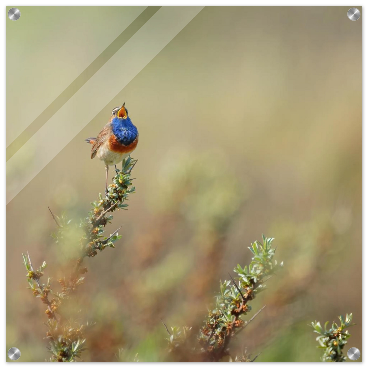 Wandbild lebendige nachtigall ein meisterwerk der naturfotografie fuer ihr zuhause
