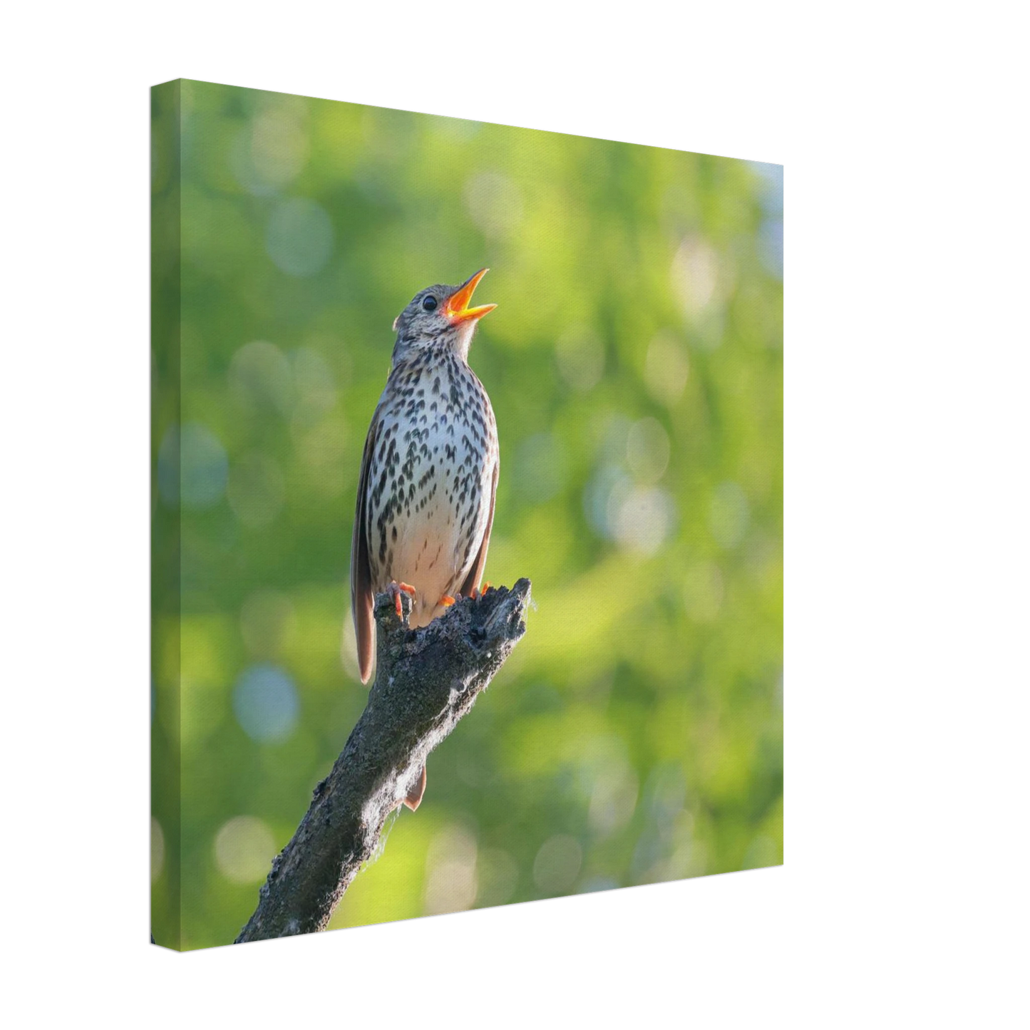 Wandbild bezaubernder singvogel in gruen ein naturportraet fuer ihr zuhause in vielen groessen