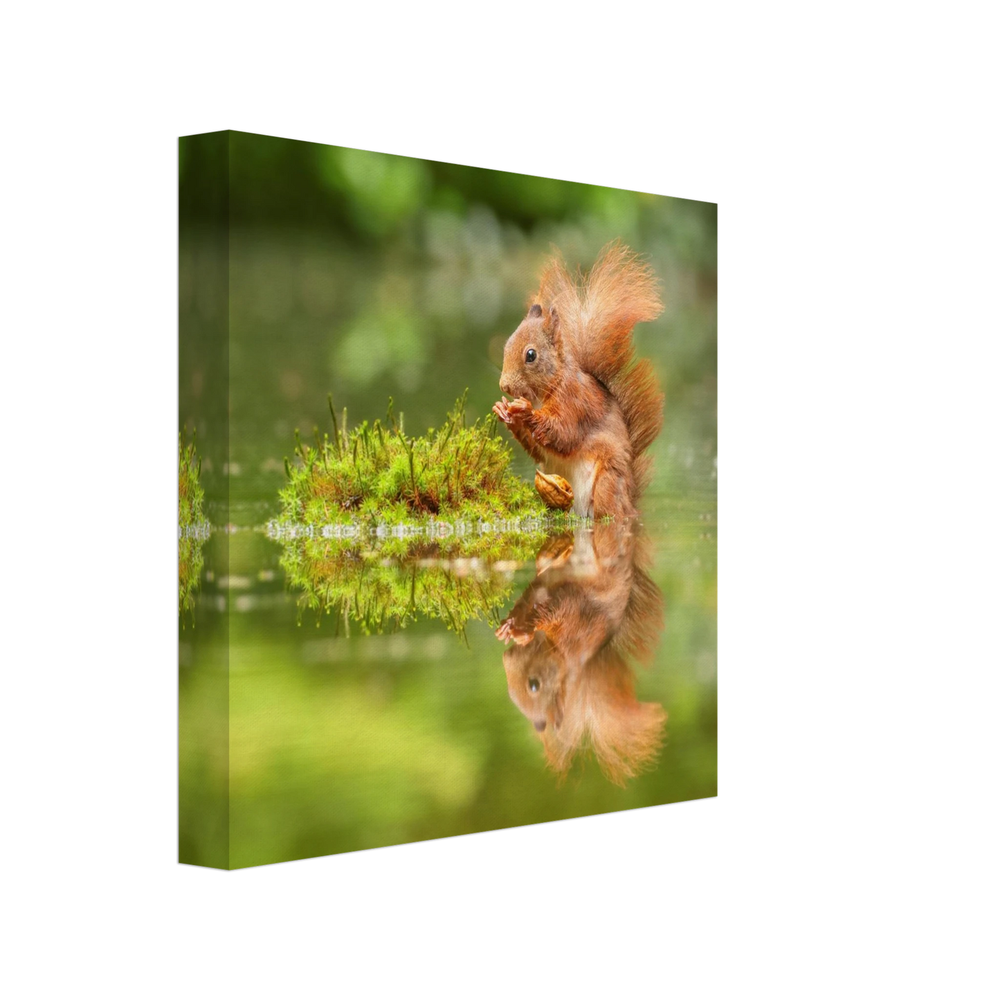 Wandbild bezauberndes eichhoernchen mit nuss ein spiegelbild der natur