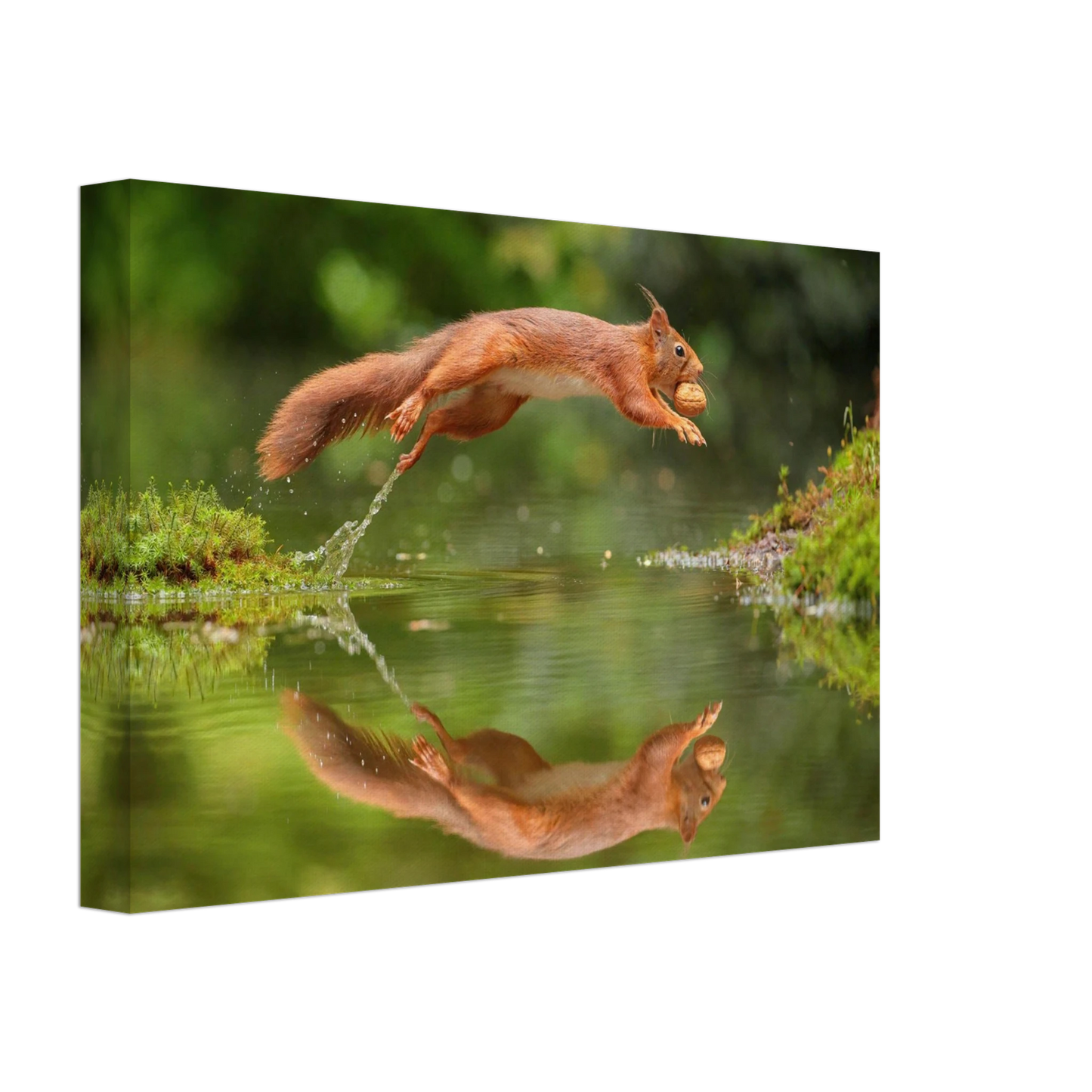Wandbild Wandkunst eichhoernchens freudensprung dynamische naturkunst fuer ihr zuhause erhaeltlich in mehreren groessen
